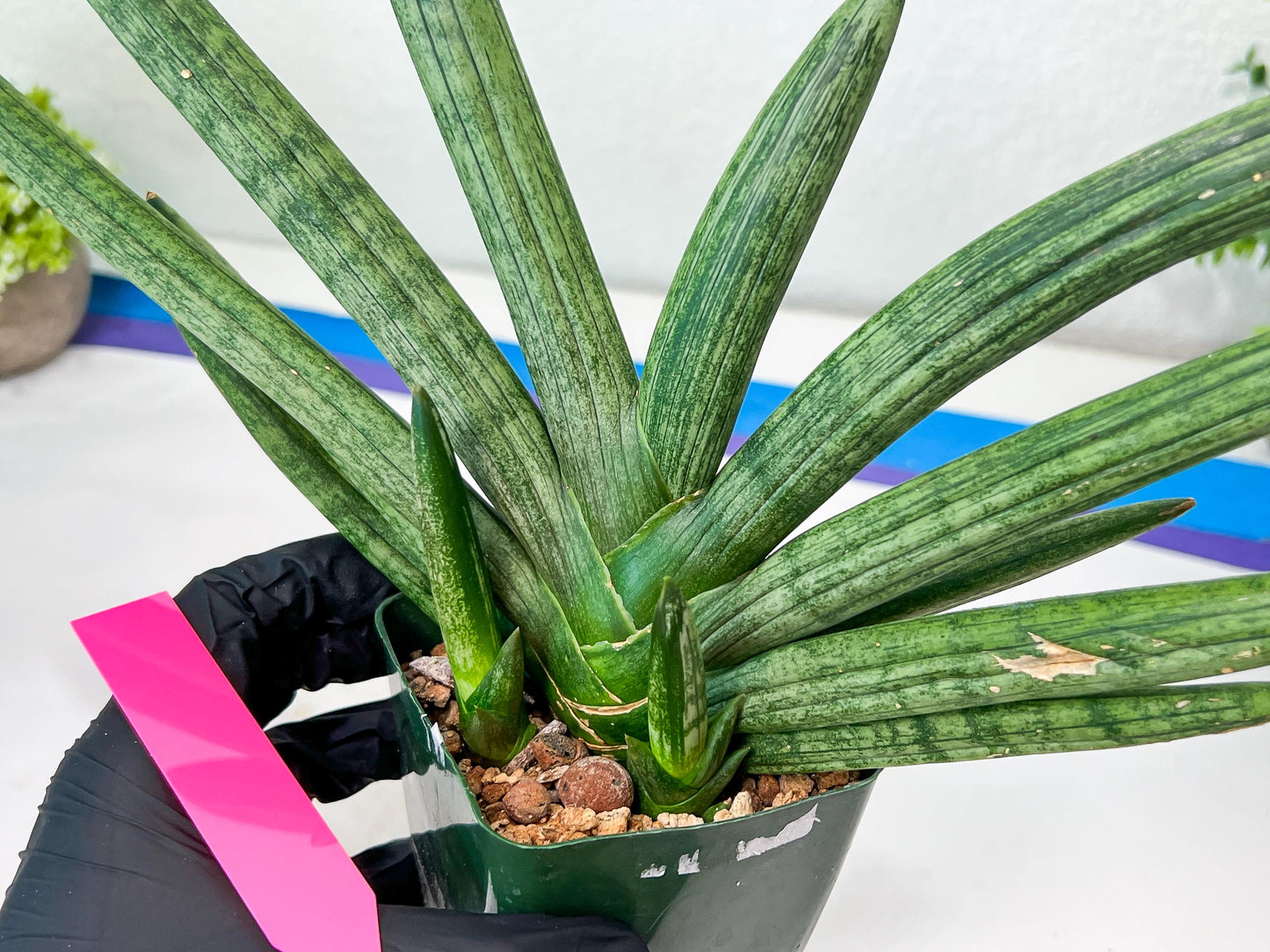 Sansevieria Boncel Devil (#C7) | Imported Plants | Rare Hybrid Species