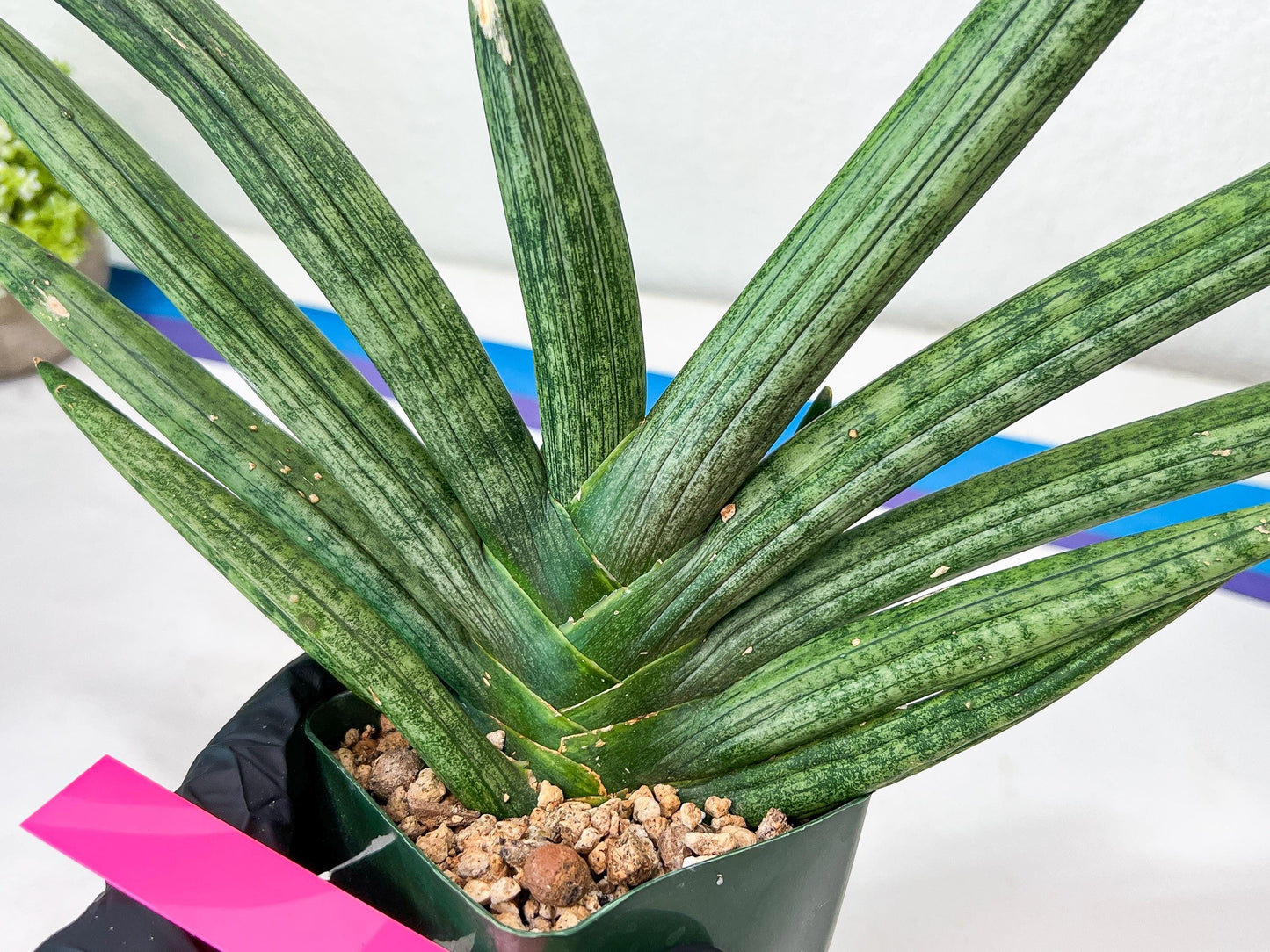 Sansevieria Boncel Devil (#C7) | Imported Plants | Rare Hybrid Species