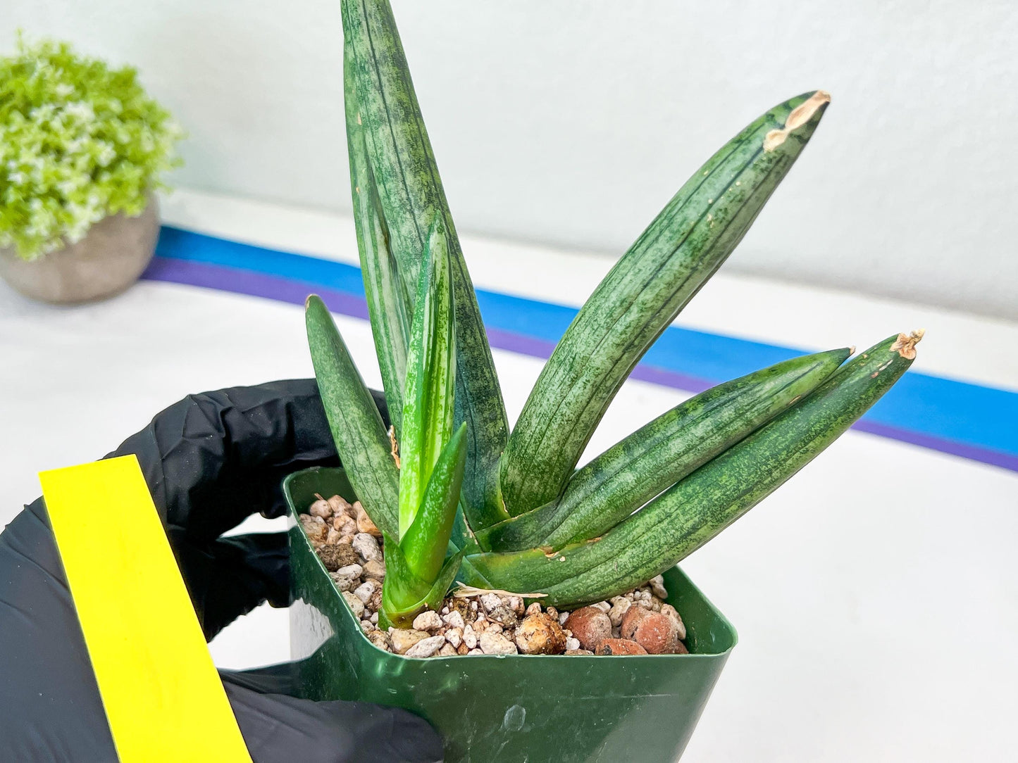 Sansevieria Boncel Devil (#C7) | Imported Plants | Rare Hybrid Species