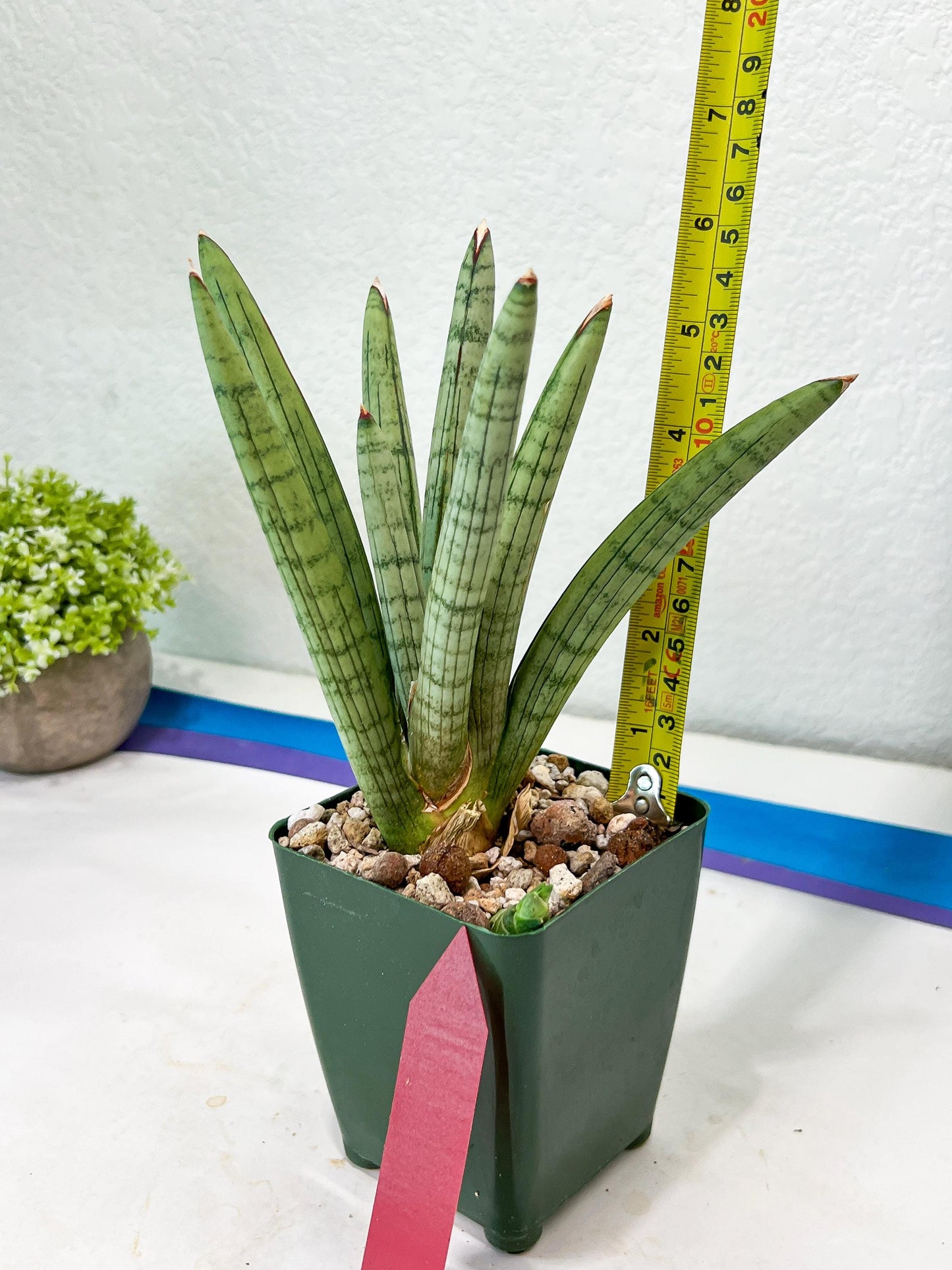 Sansevieria Angel XL (#C7) | TImported Plants | Rare Hybrid Species