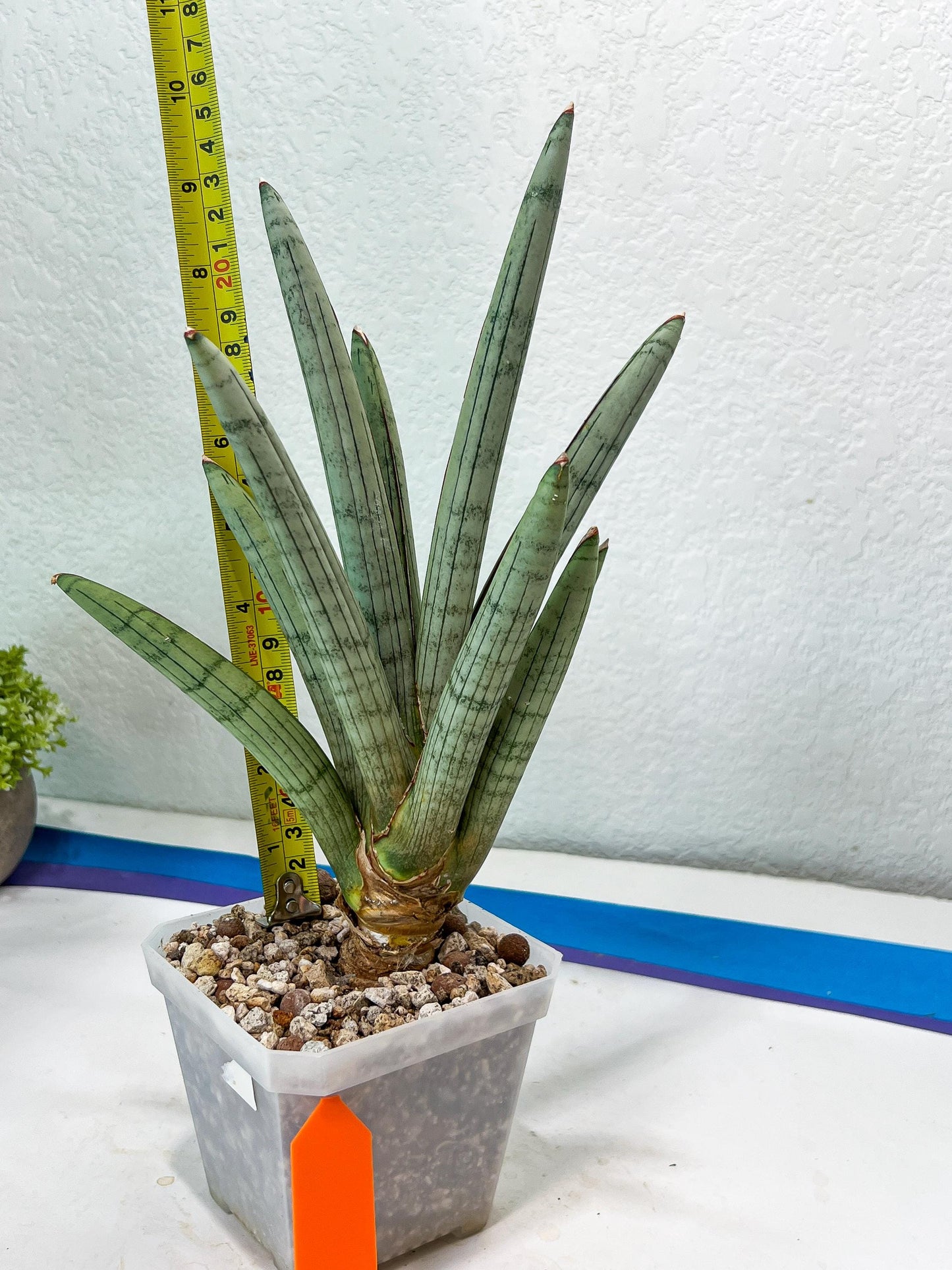 Sansevieria Angel XL (#C7) | TImported Plants | Rare Hybrid Species