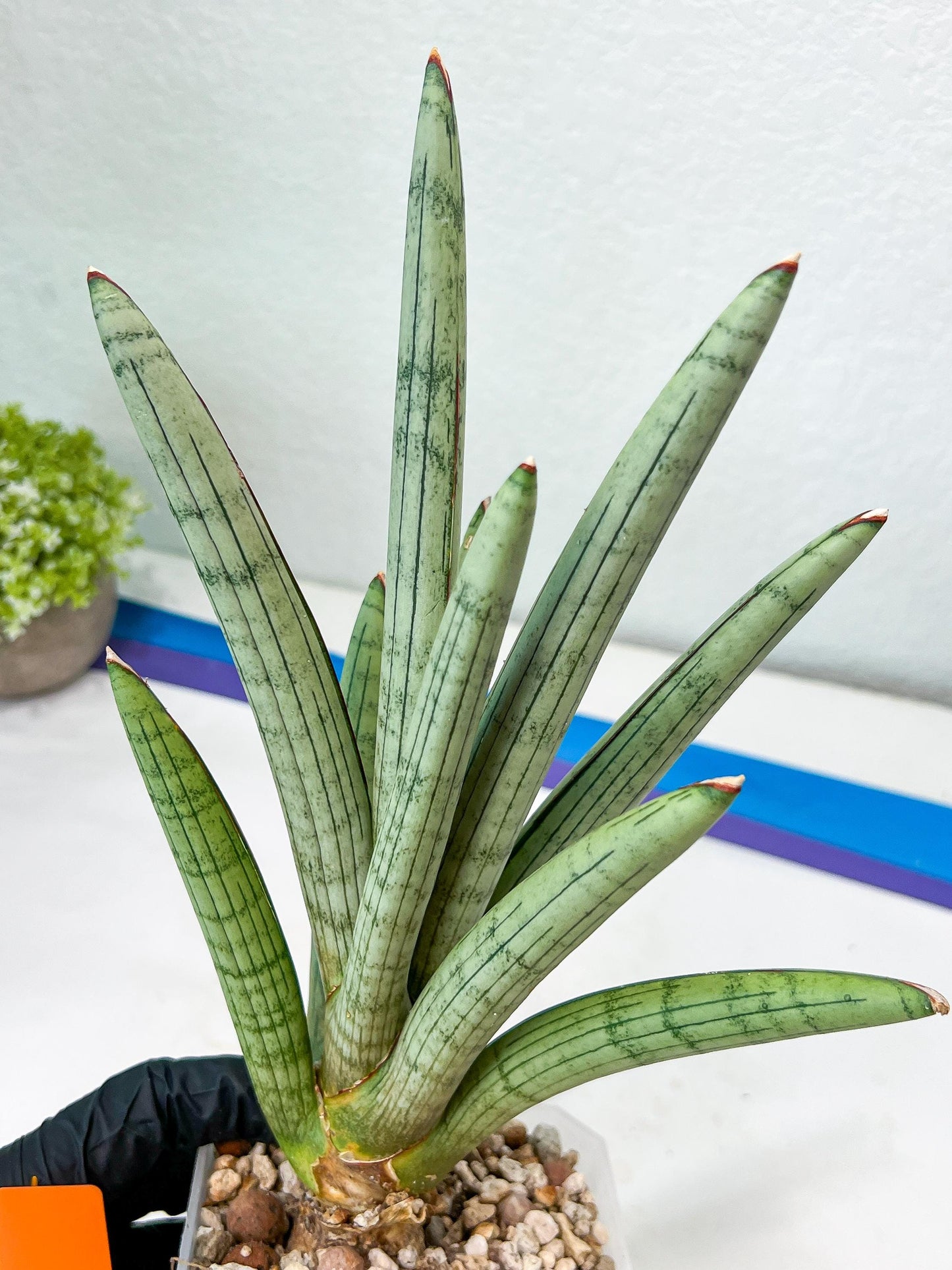 Sansevieria Angel XL (#C7) | TImported Plants | Rare Hybrid Species