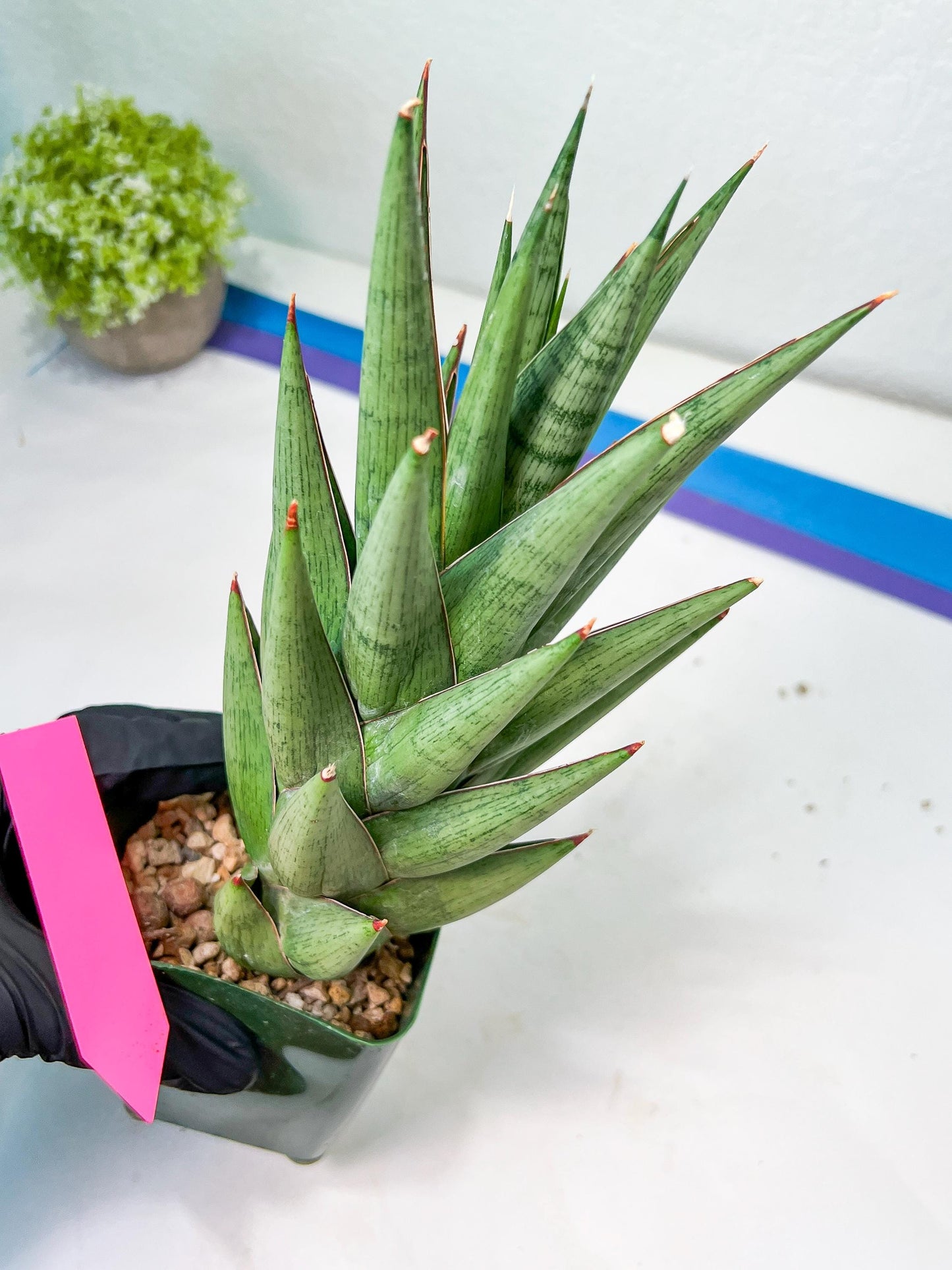 Sansevieria Rockman XXL (#D1) | Imported Plants