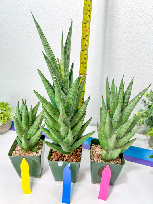 Sansevieria Rockman XXL (#D1) | Imported Plants