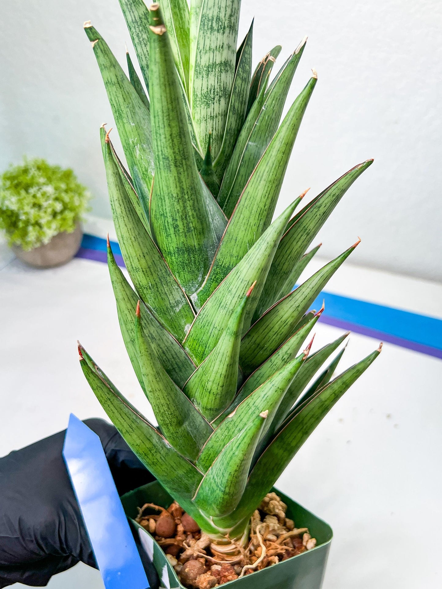Sansevieria Rockman XXL (#D1) | Imported Plants
