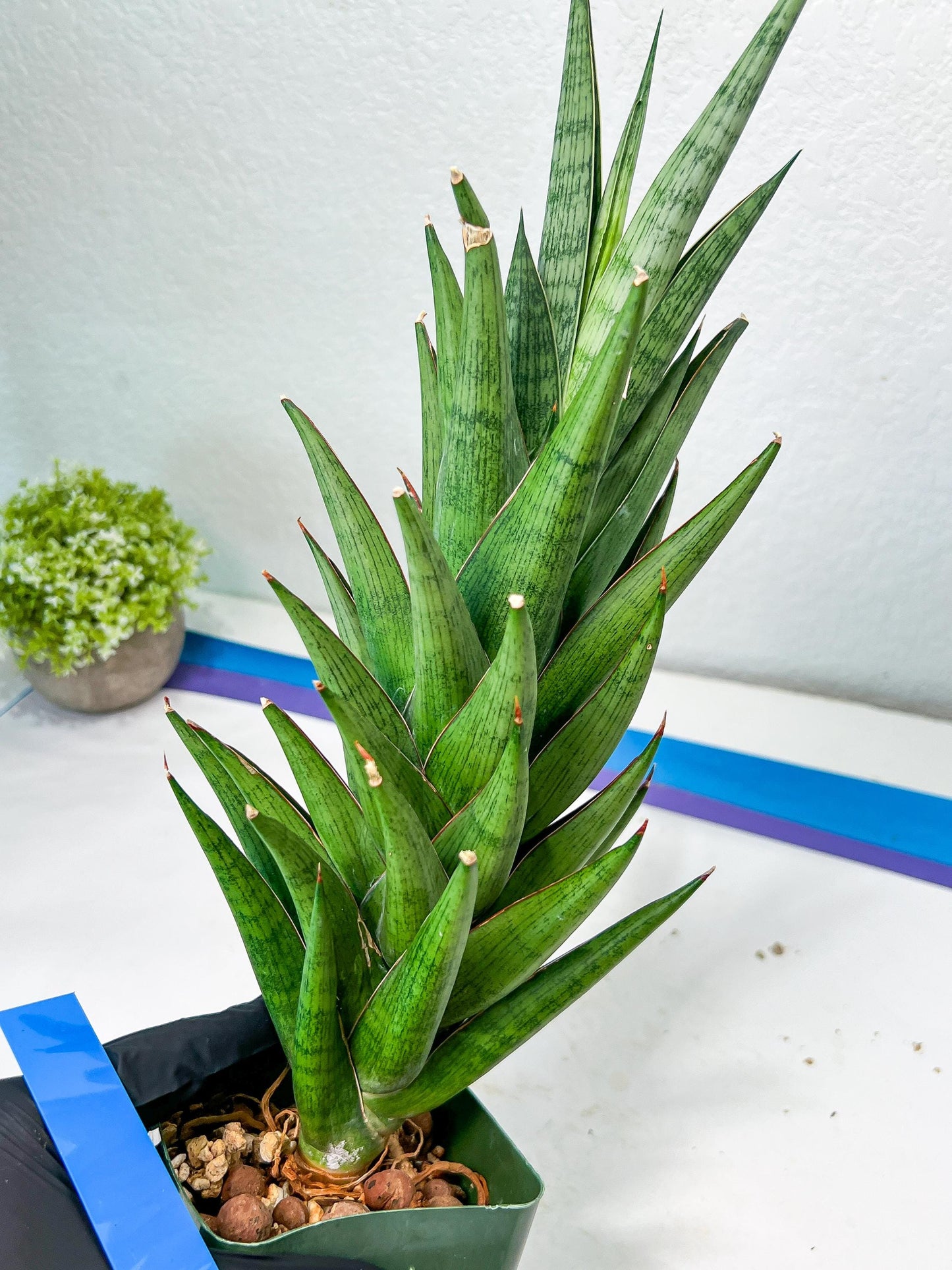 Sansevieria Rockman XXL (#D1) | Imported Plants