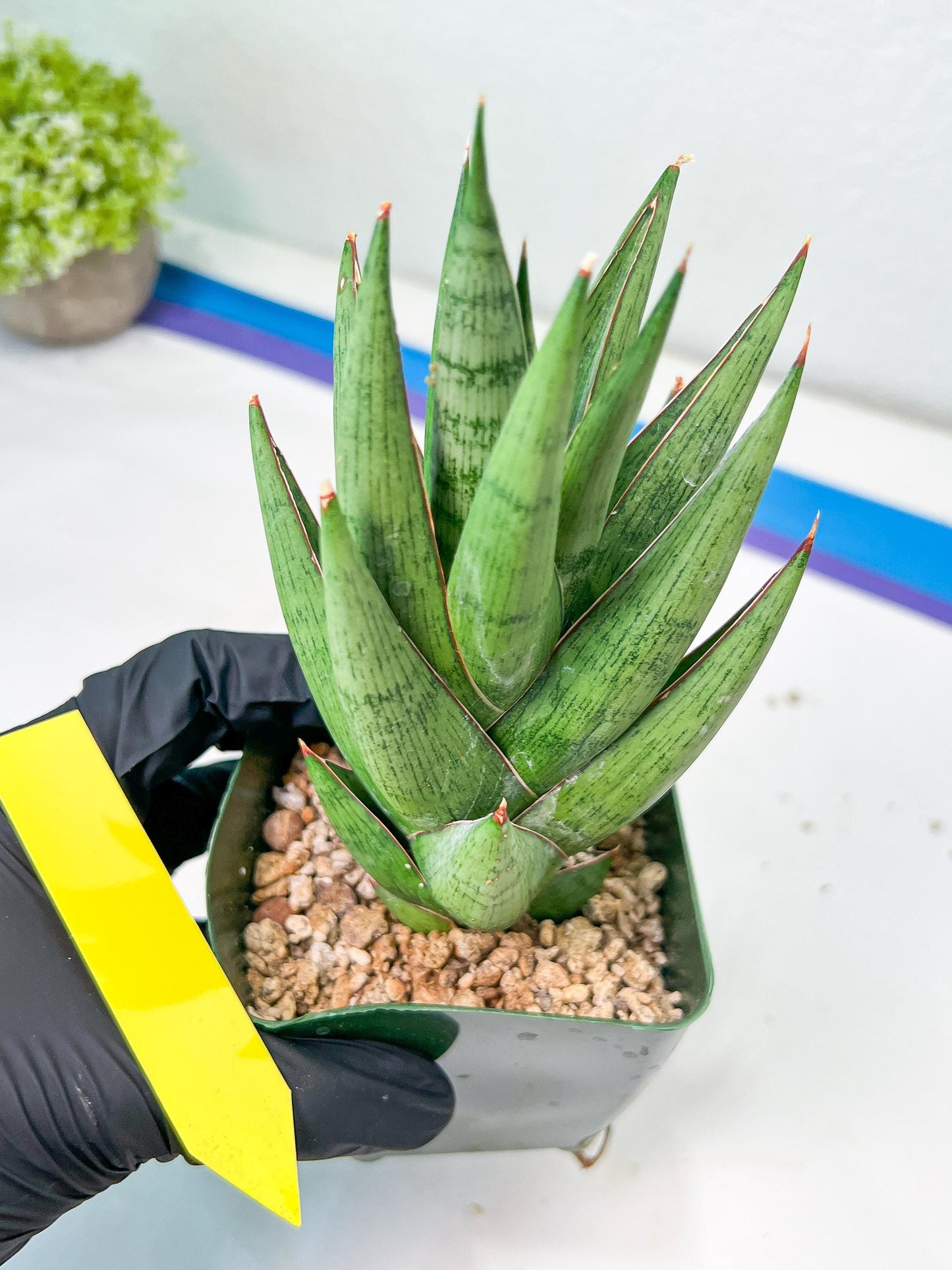 Sansevieria Rockman XXL (#D1) | Imported Plants