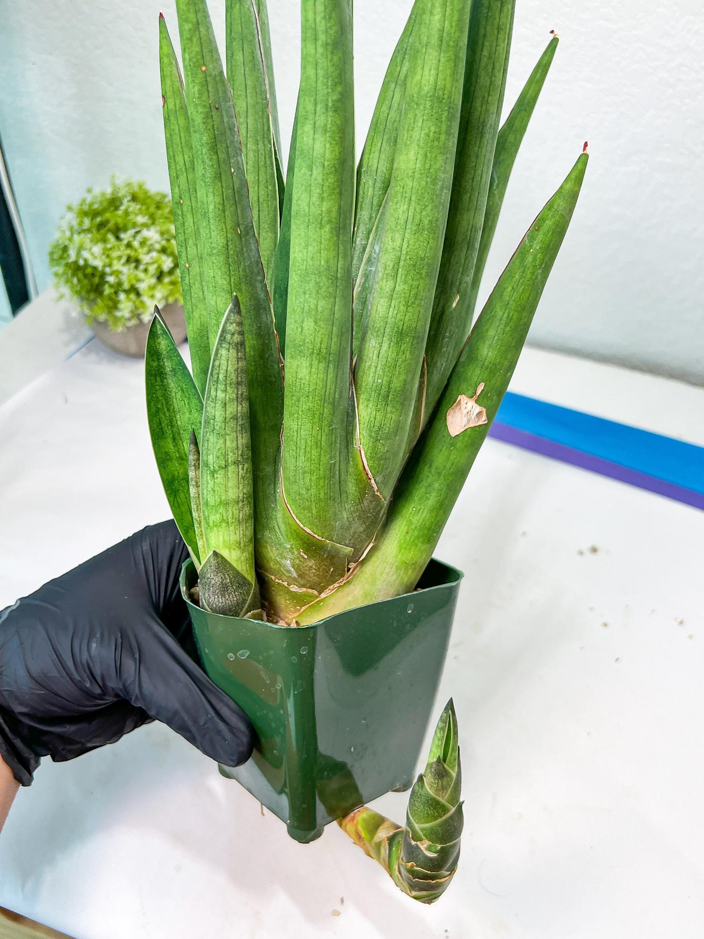 Sansevieria Dargek XXL (D1) | Imported Plants | Rare Hybrid Species