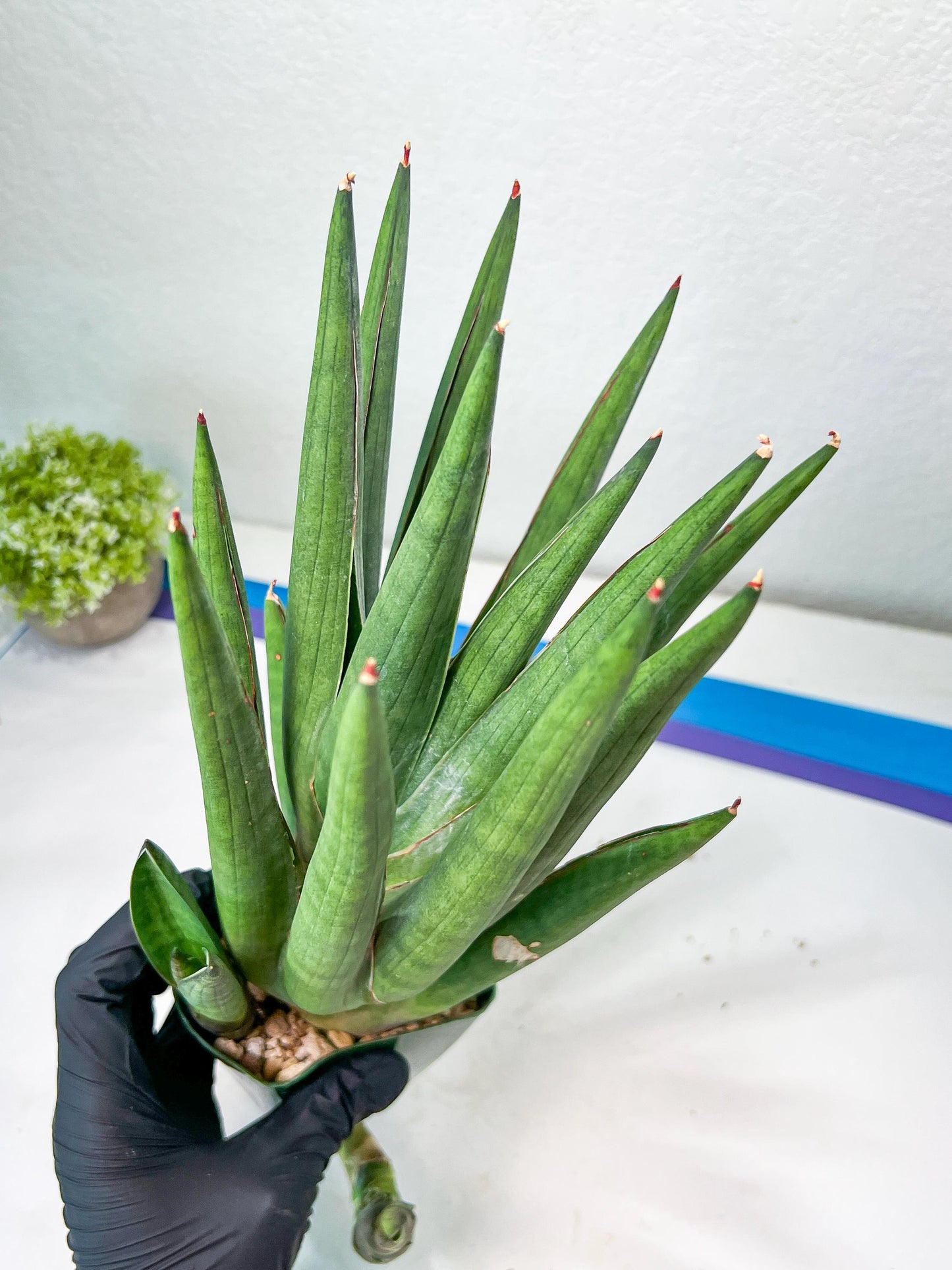 Sansevieria Dargek XXL (D1) | Imported Plants | Rare Hybrid Species