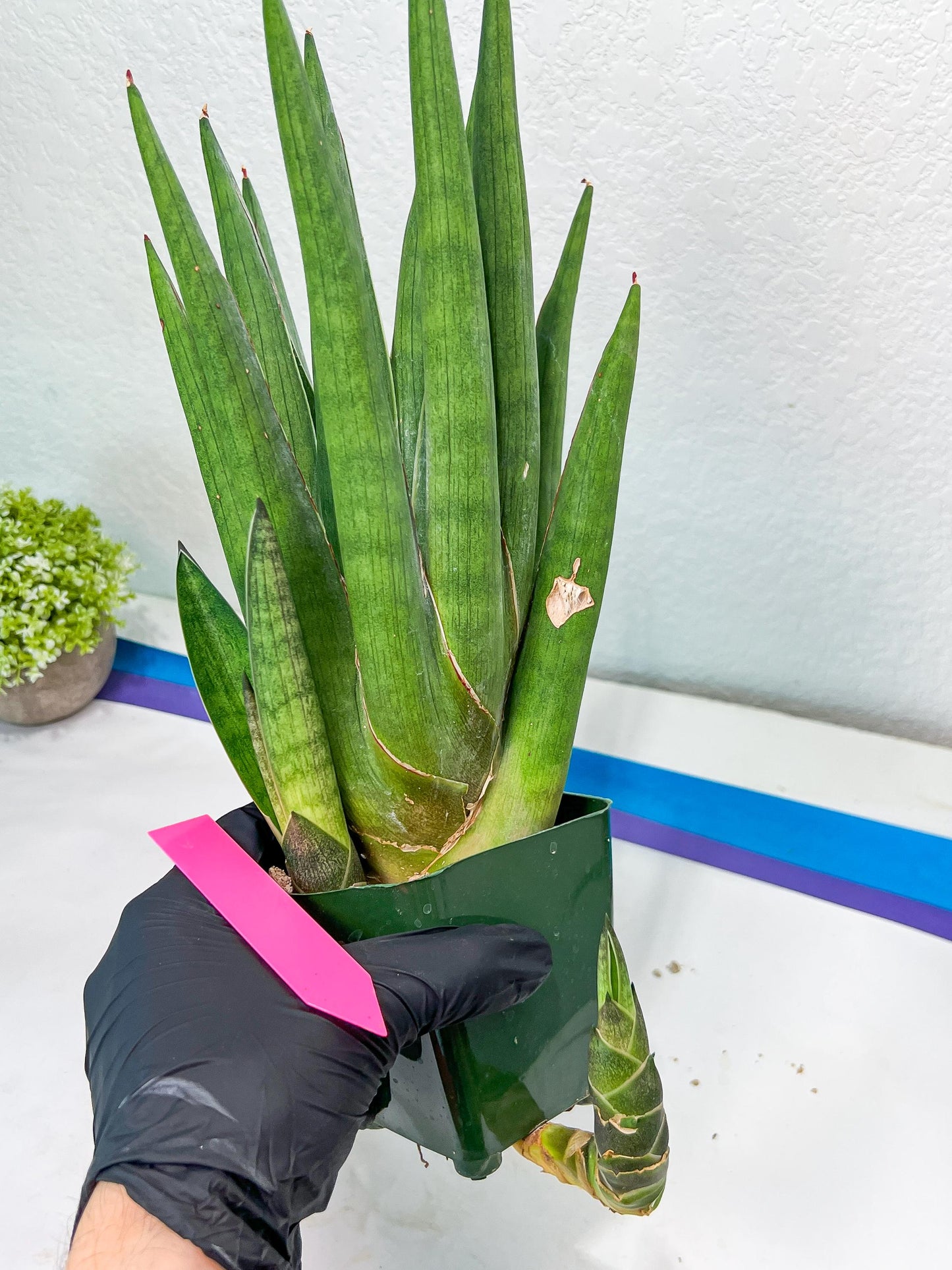 Sansevieria Dargek XXL (D1) | Imported Plants | Rare Hybrid Species