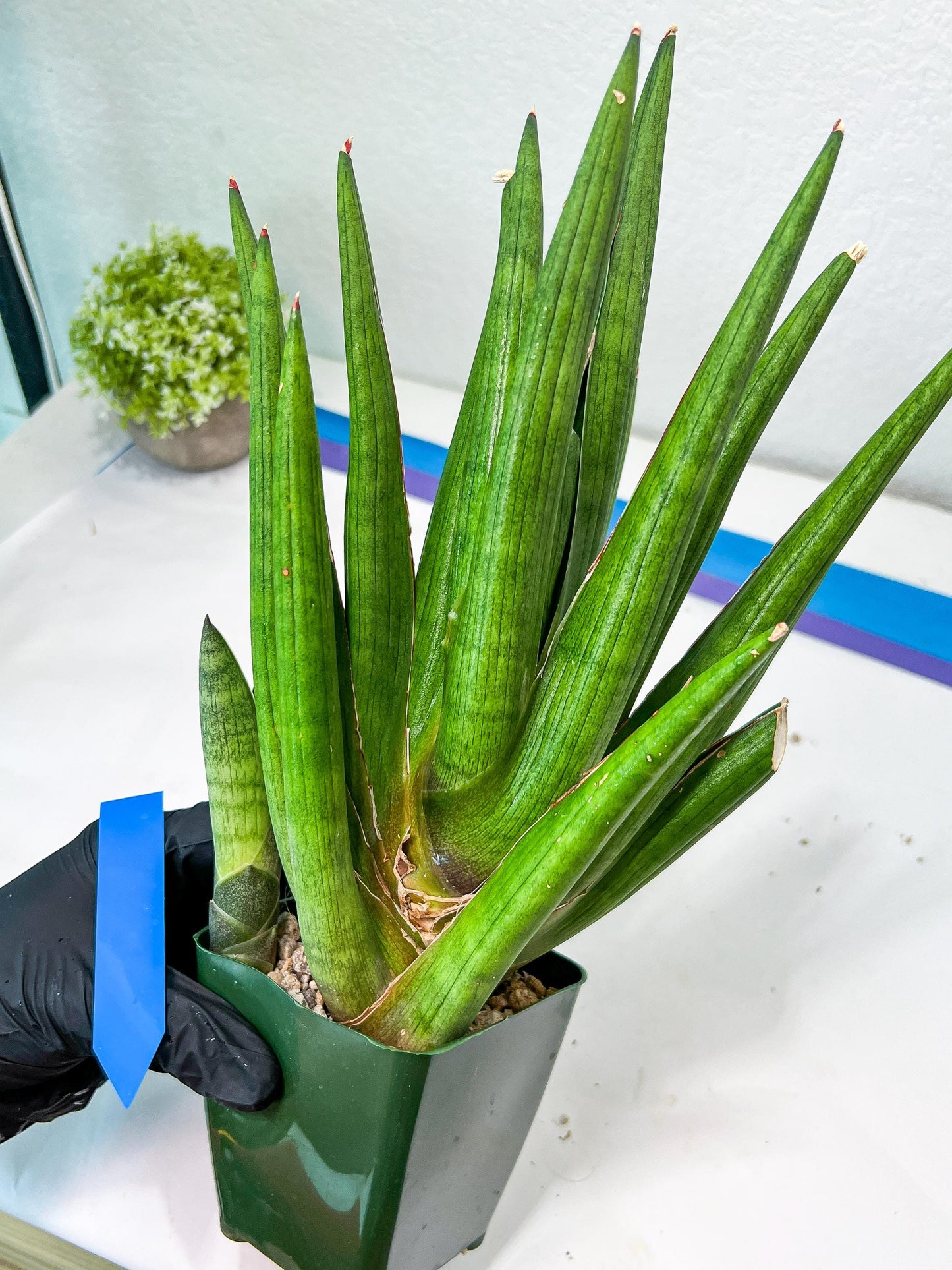 Sansevieria Dargek XXL (D1)- Blue | Choose Your Own Rare Plant