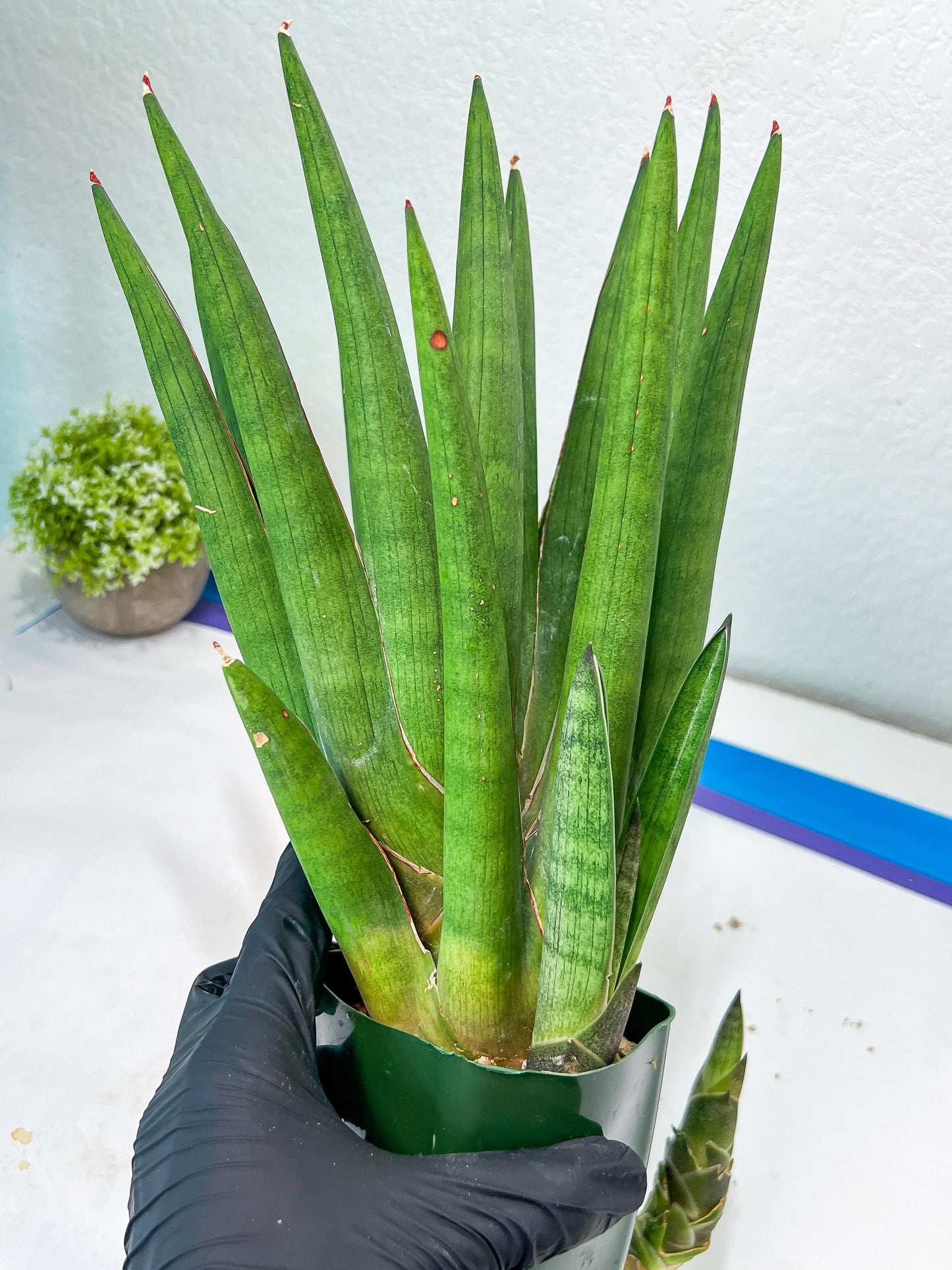 Sansevieria Dargek XXL (D1) | Imported Plants | Rare Hybrid Species