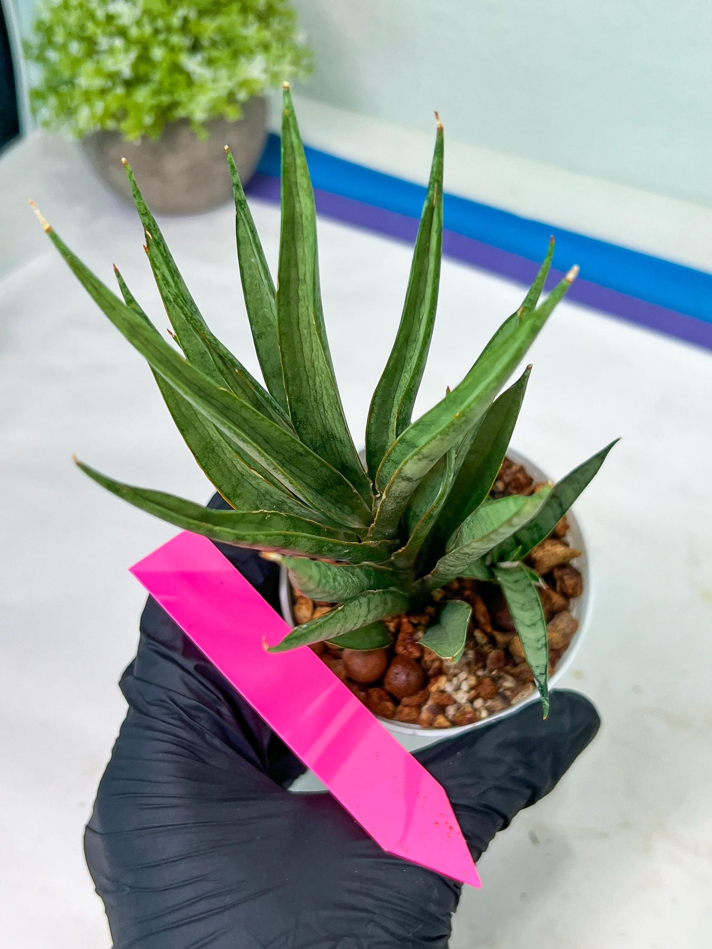 Sansevieria Hara Spaik (#AC49) | Rare Imported