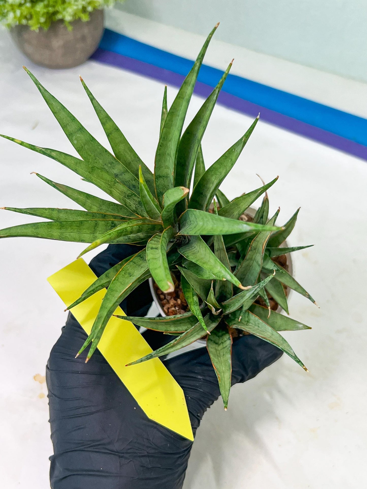 Sansevieria Hara Spaik (#AC49) | Rare Imported