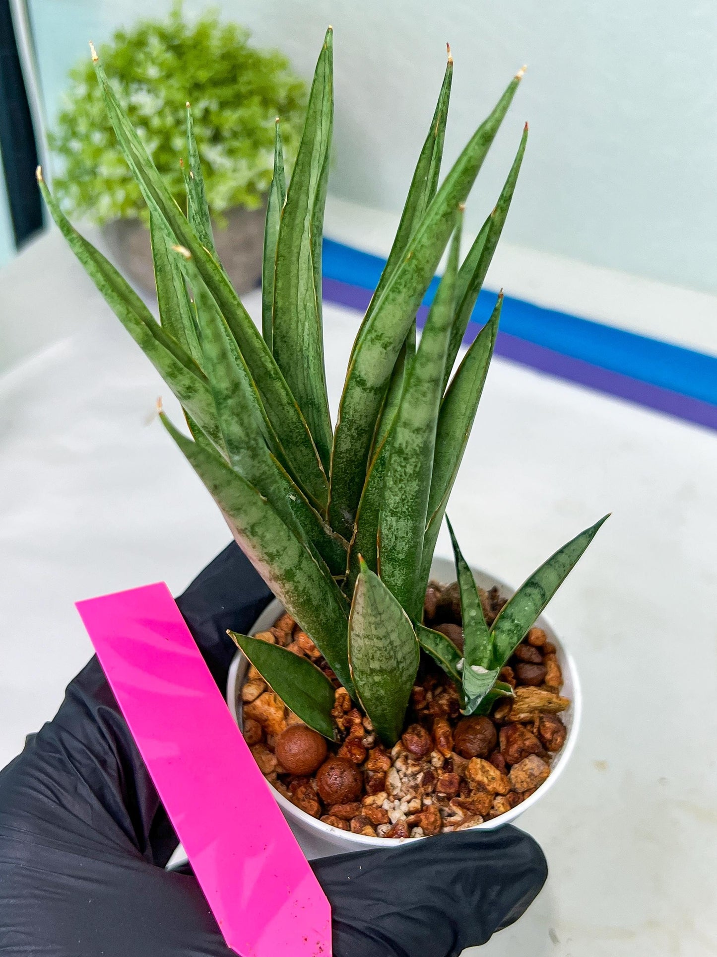 Sansevieria Hara Spaik (#AC49) | Rare Imported