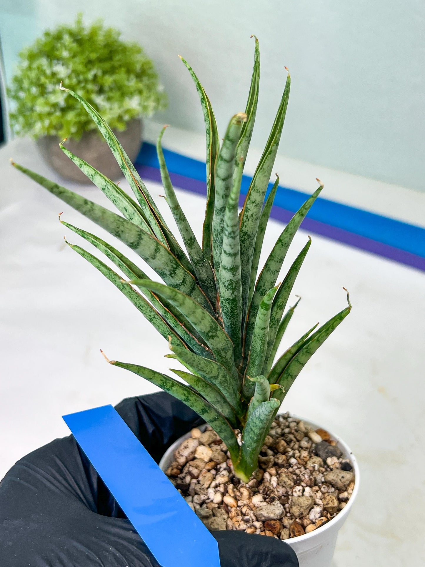 Sansevieria Hara Spaik (#AC49) | Rare Imported