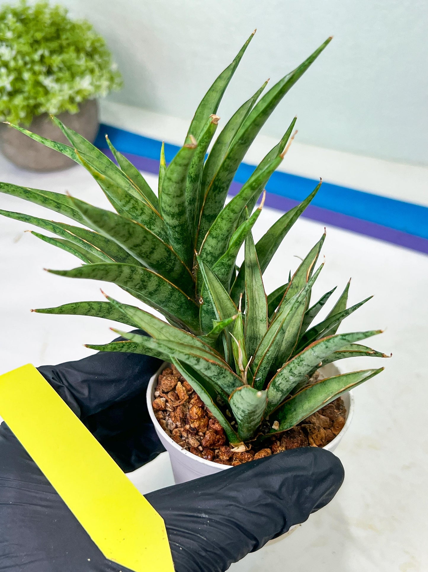 Sansevieria Hara Spaik (#AC49) | Rare Imported
