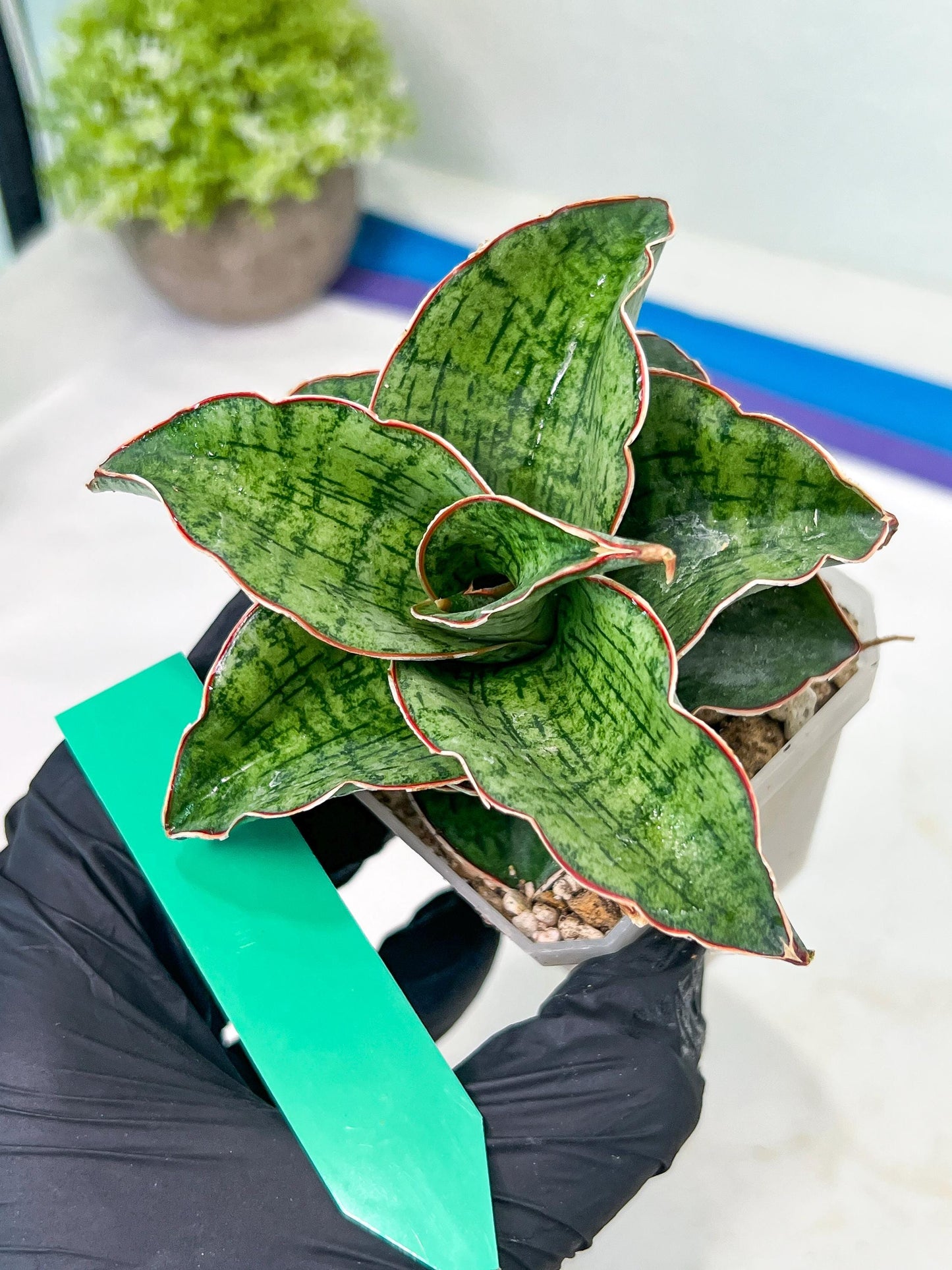 Sansevieria Angle Rose (#AC46) | Imported | Limited