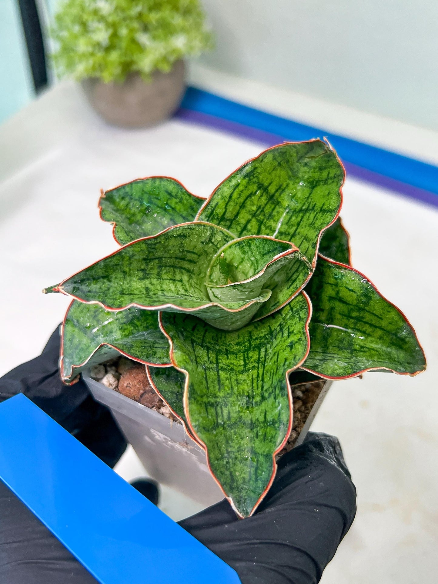 Sansevieria Angle Rose (#AC46) | Imported | Limited