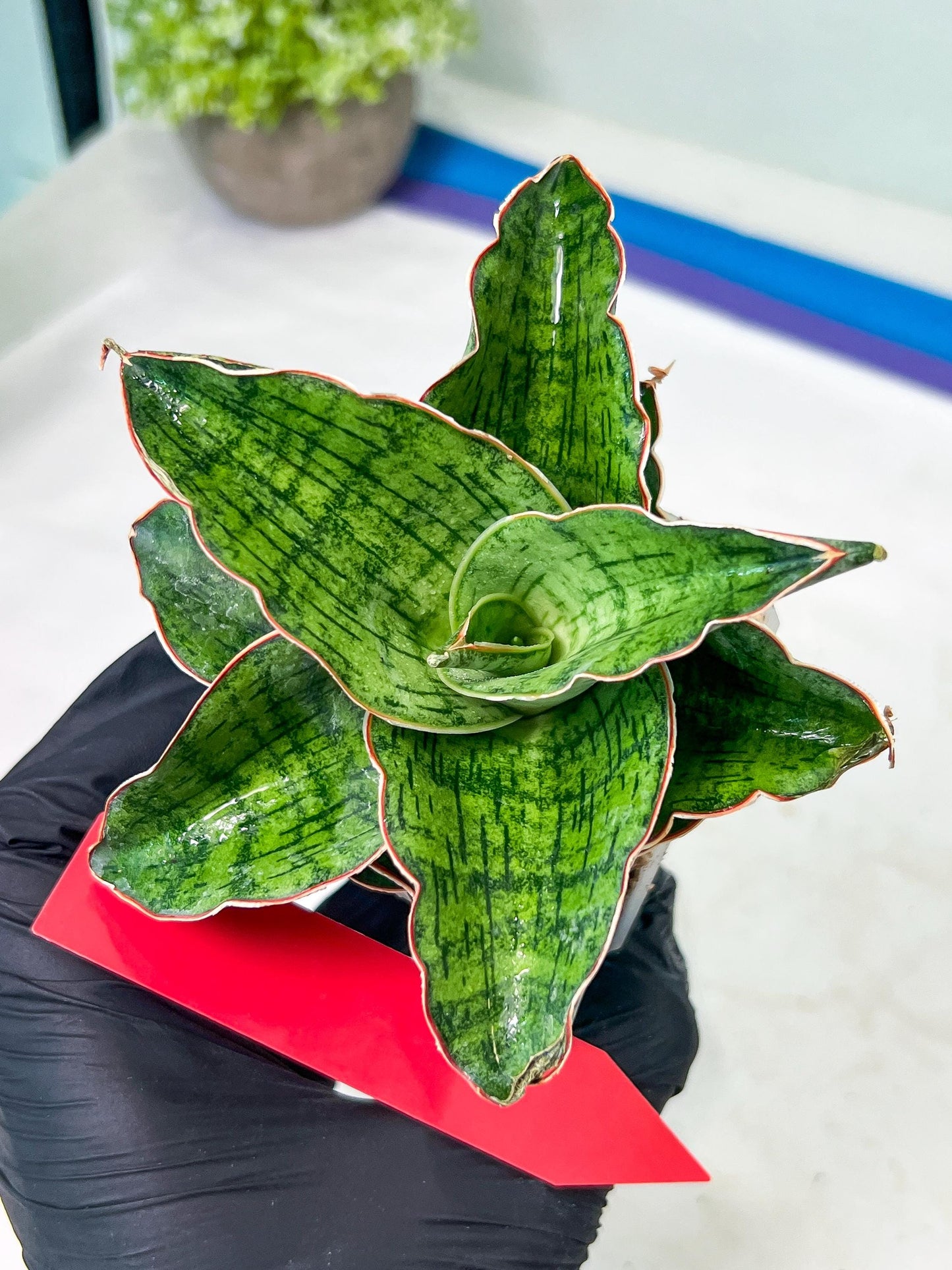 Sansevieria Angle Rose (#AC46) | Imported | Limited