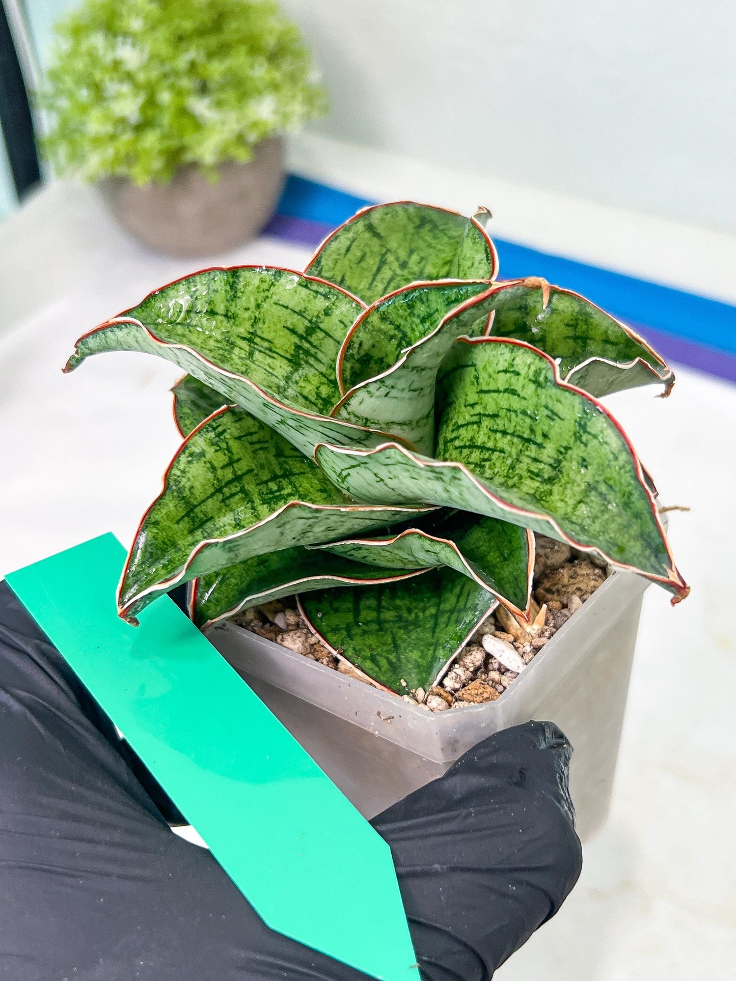 Sansevieria Angle Rose (#AC46) | Imported | Limited
