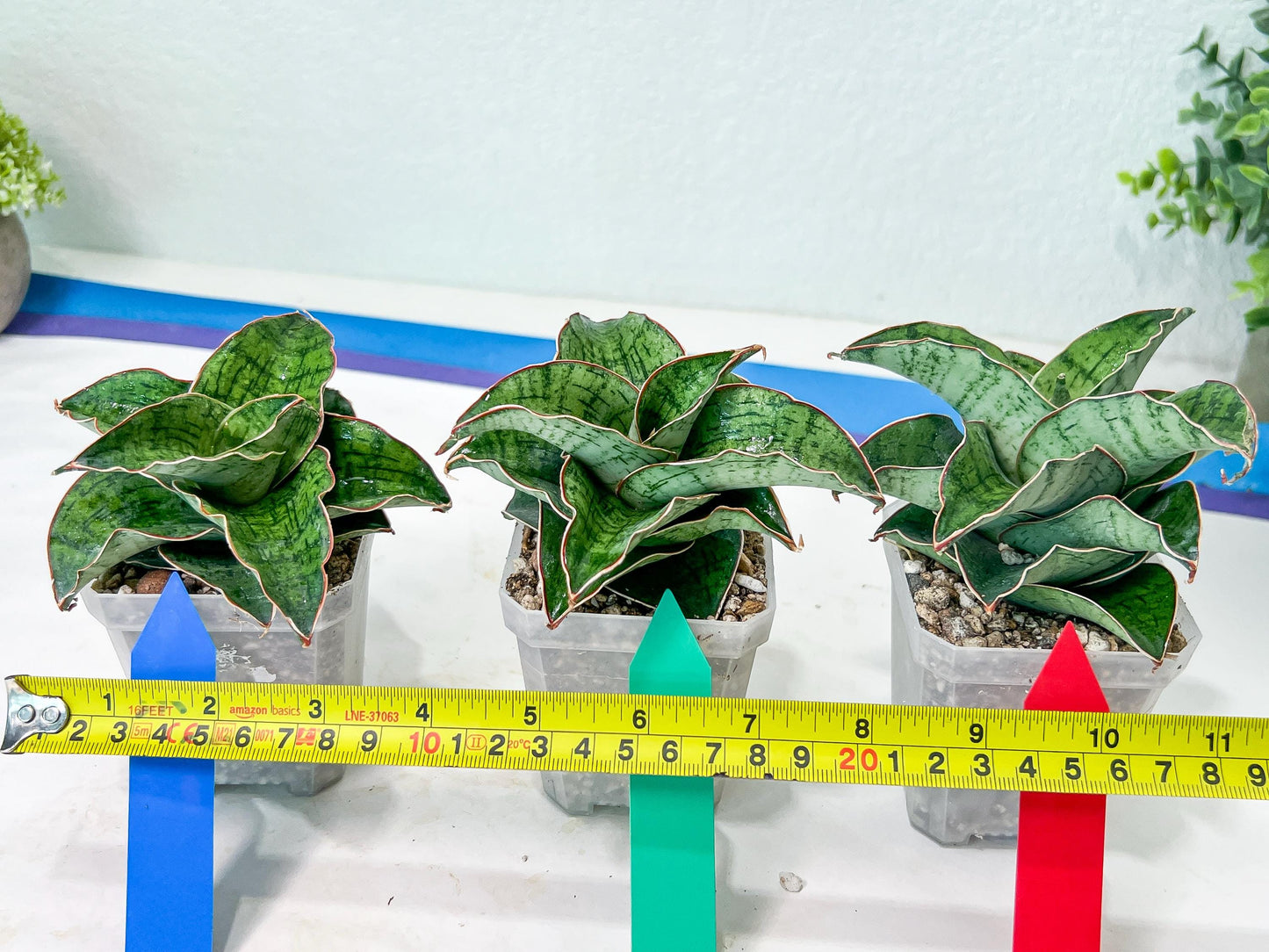 Sansevieria Angle Rose (#AC46) | Imported | Limited