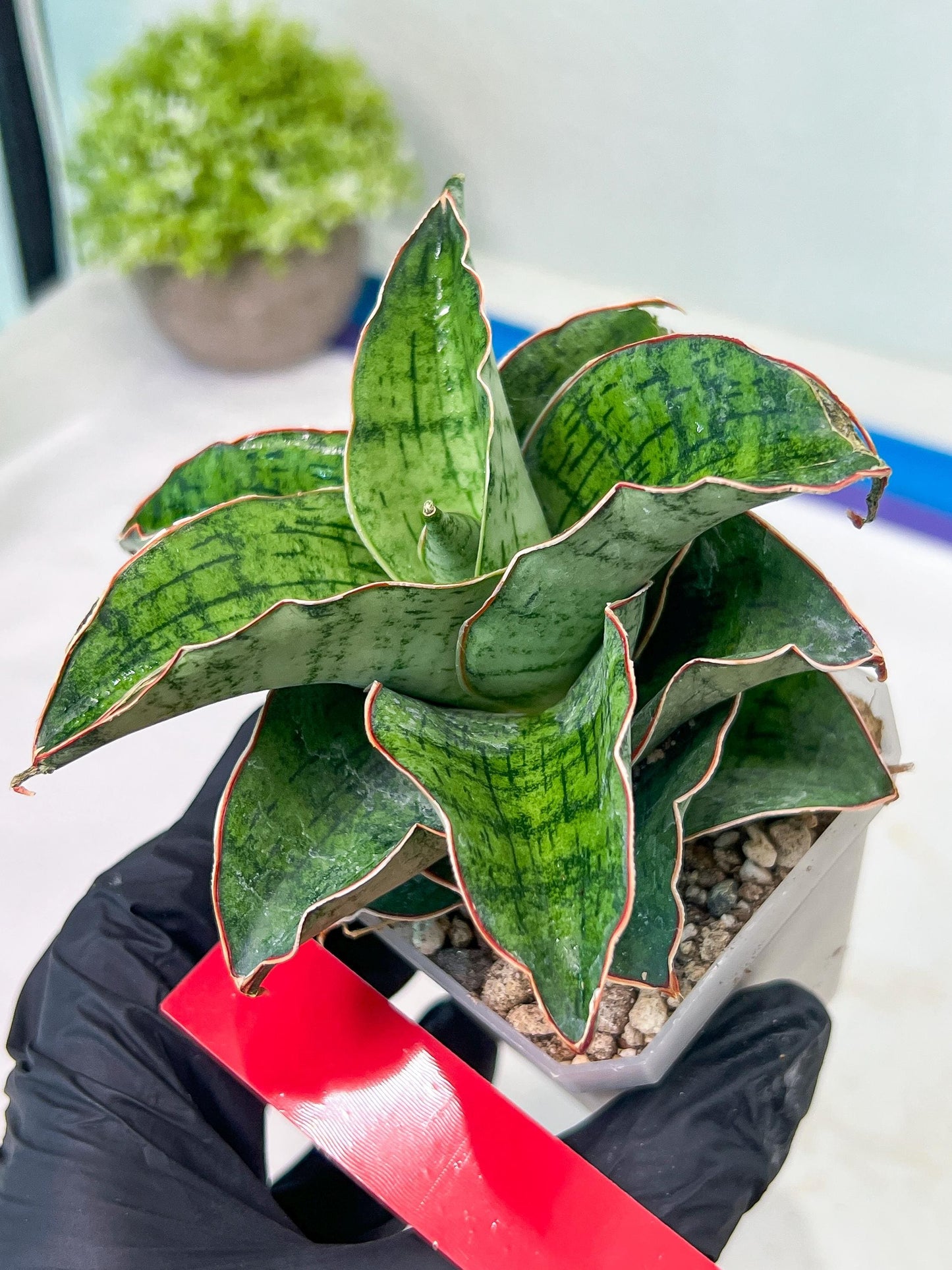 Sansevieria Angle Rose (#AC46) | Imported | Limited