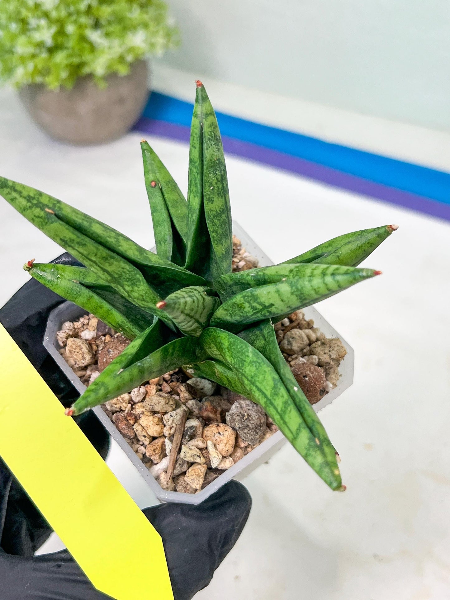 Sansevieria Penguin (#AC47) | Imported Hybrids