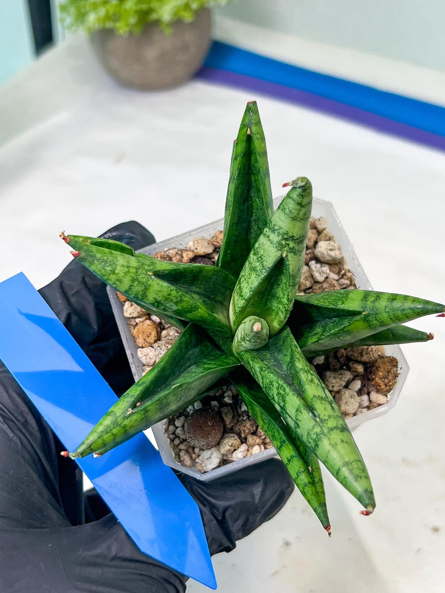 Sansevieria Penguin (#AC47) | Imported Hybrids