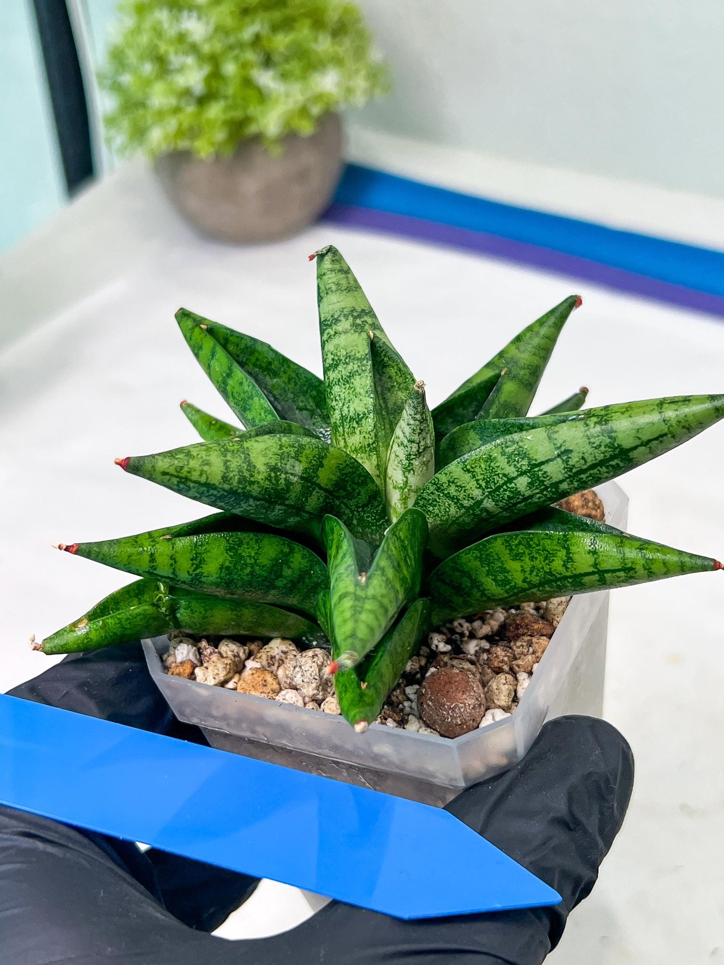 Sansevieria Penguin (#AC47) | Imported Hybrids