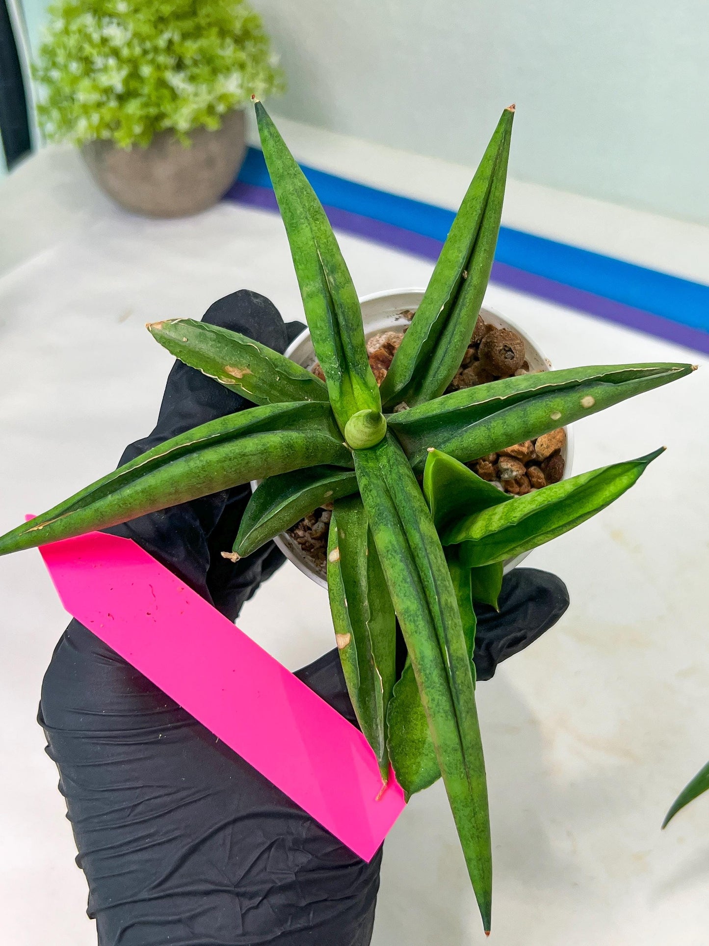 Sansevieria Lemon (#AC48) | New type of Imported Hybrids