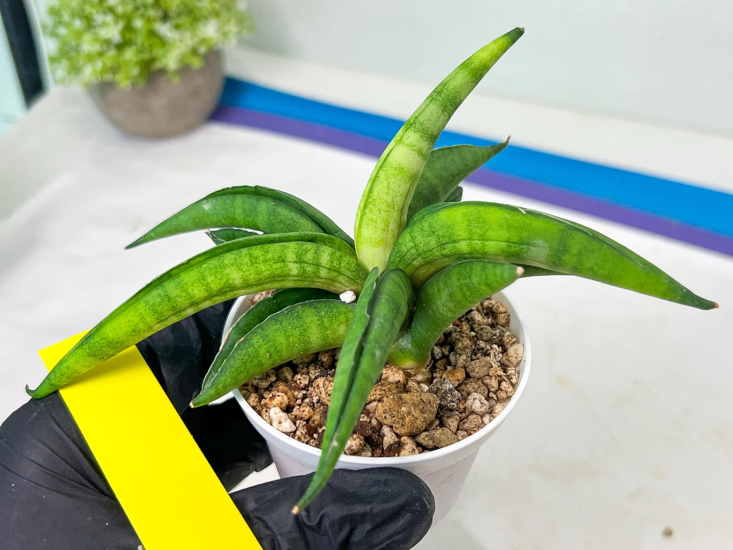 Sansevieria Lemon (#AC48) | New type of Imported Hybrids