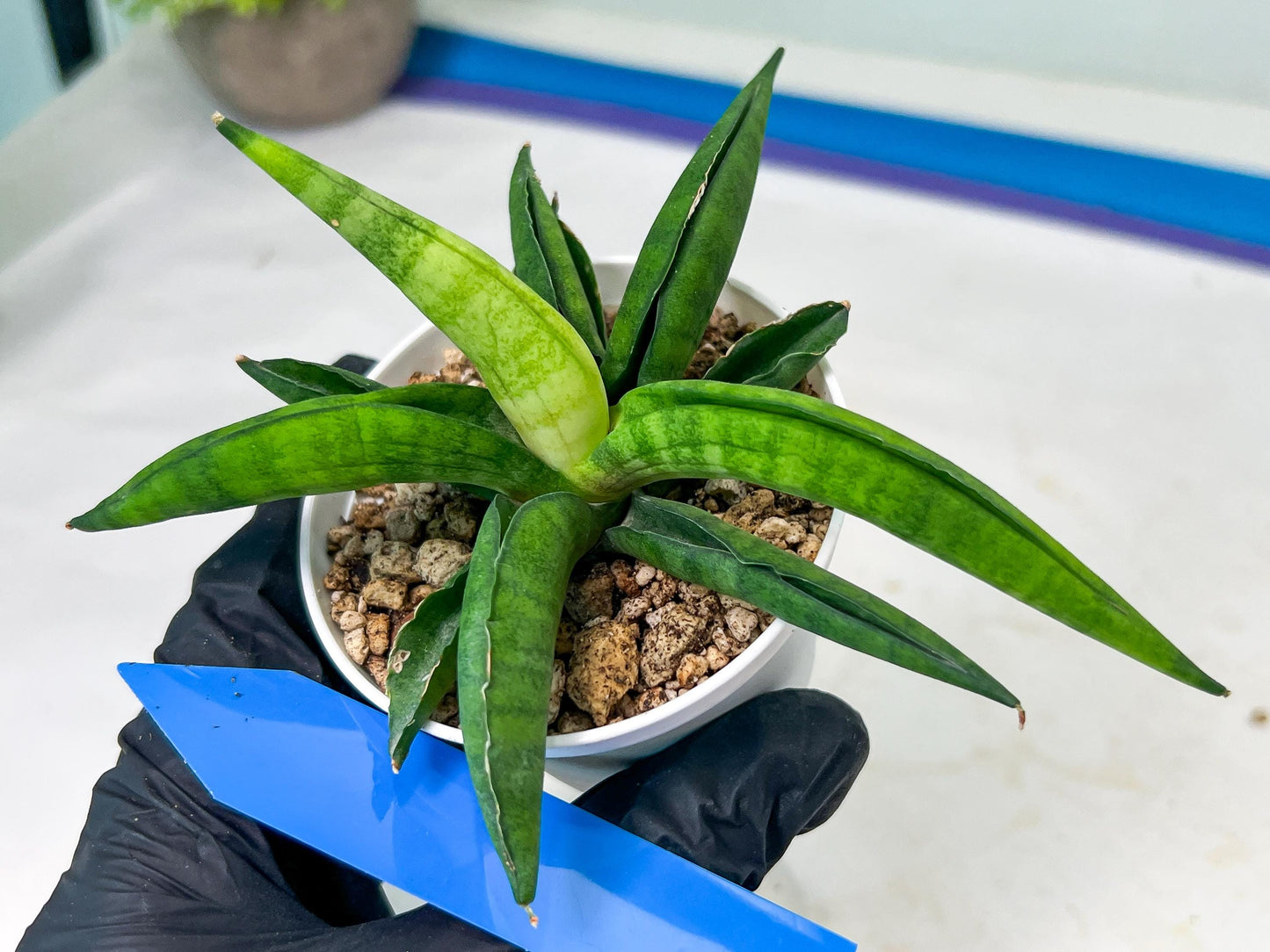 Sansevieria Lemon (#AC48) | New type of Imported Hybrids