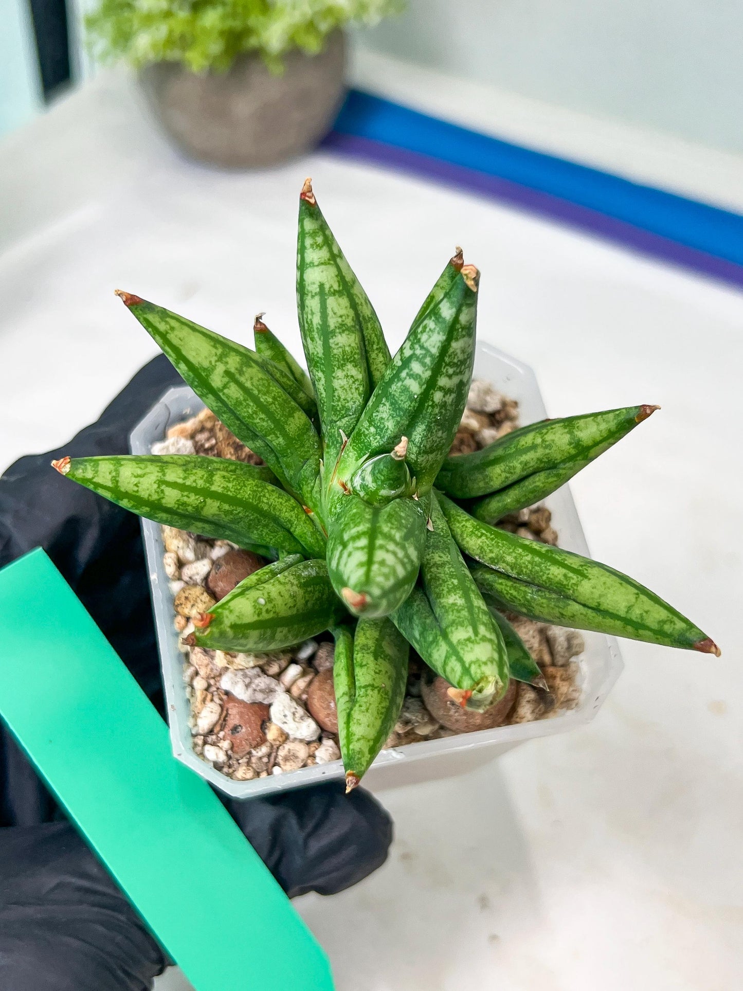 Sansevieria Ming Manee (#AC56) | Imported Snake Plant