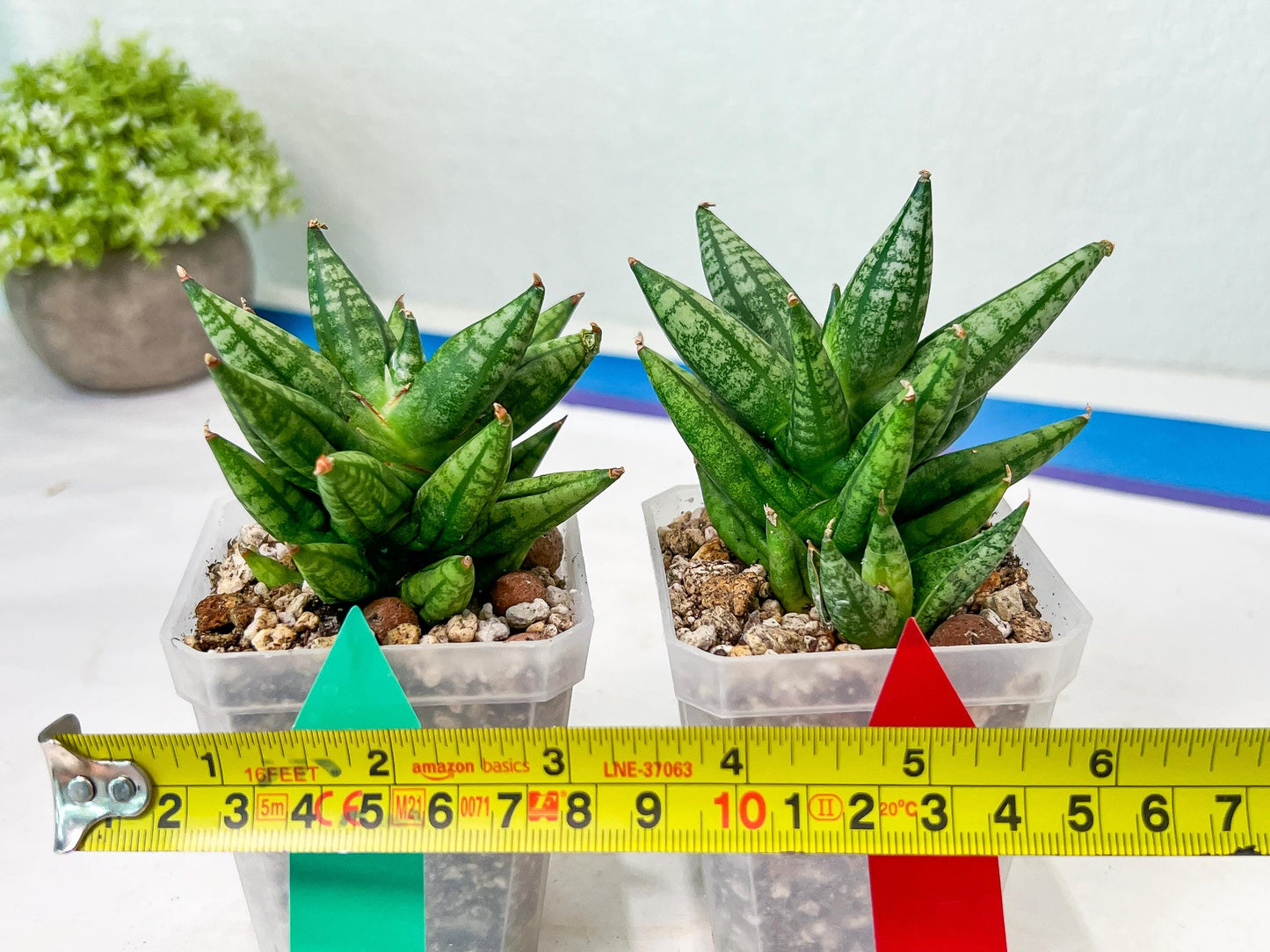 Sansevieria Ming Manee (#AC56) | Imported Snake Plant