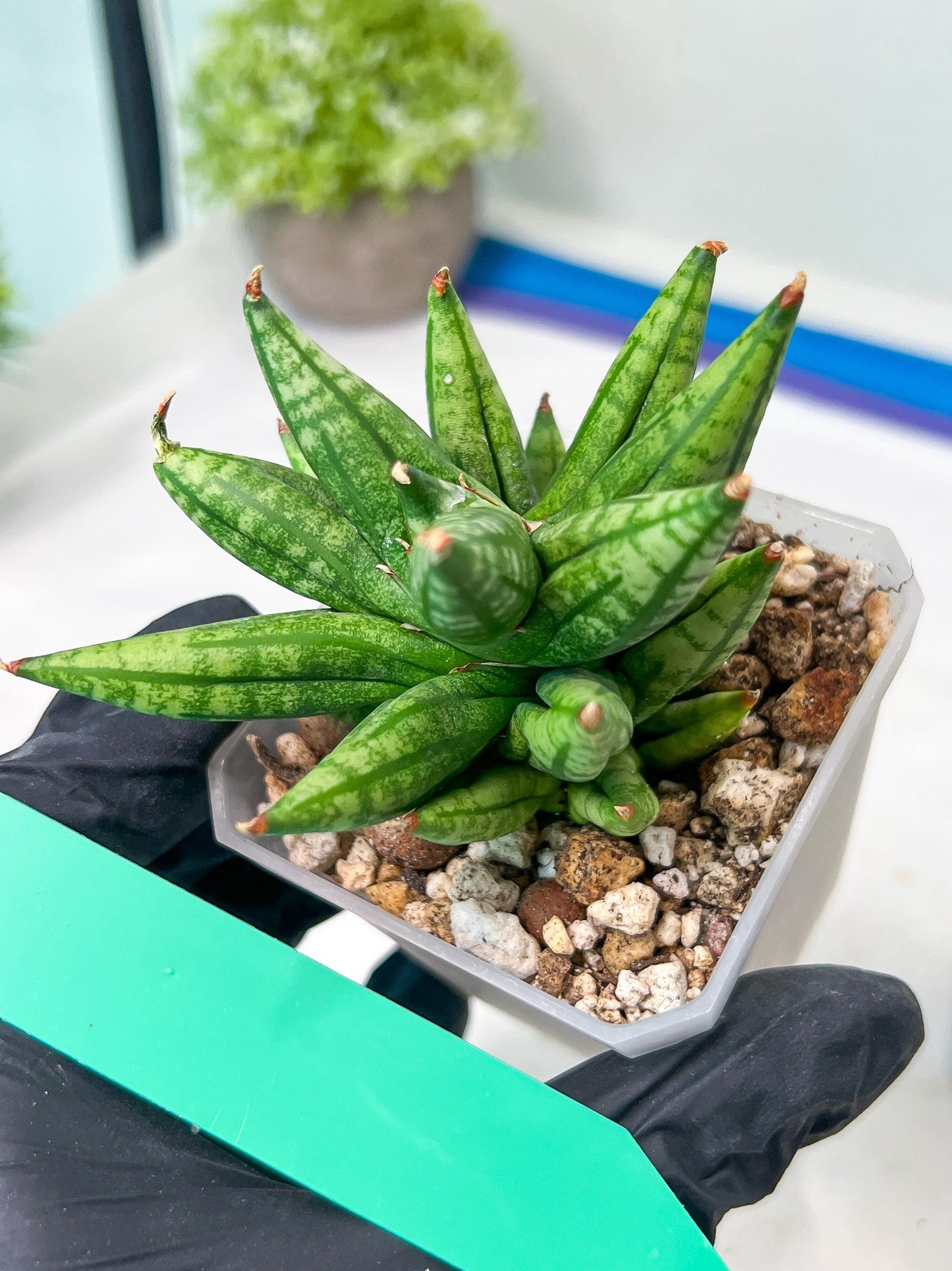 Sansevieria Ming Manee (#AC56) | Imported Snake Plant