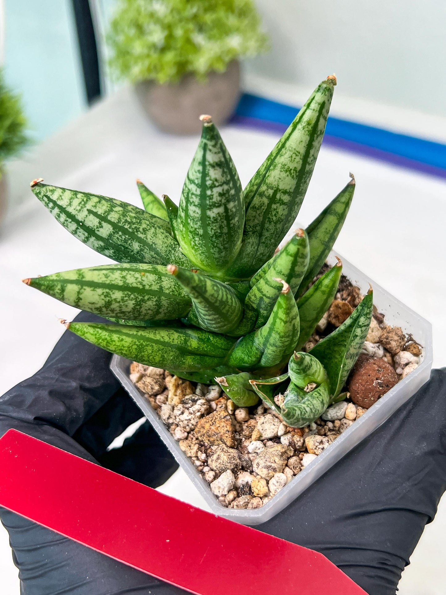 Sansevieria Ming Manee (#AC56) | Imported Snake Plant