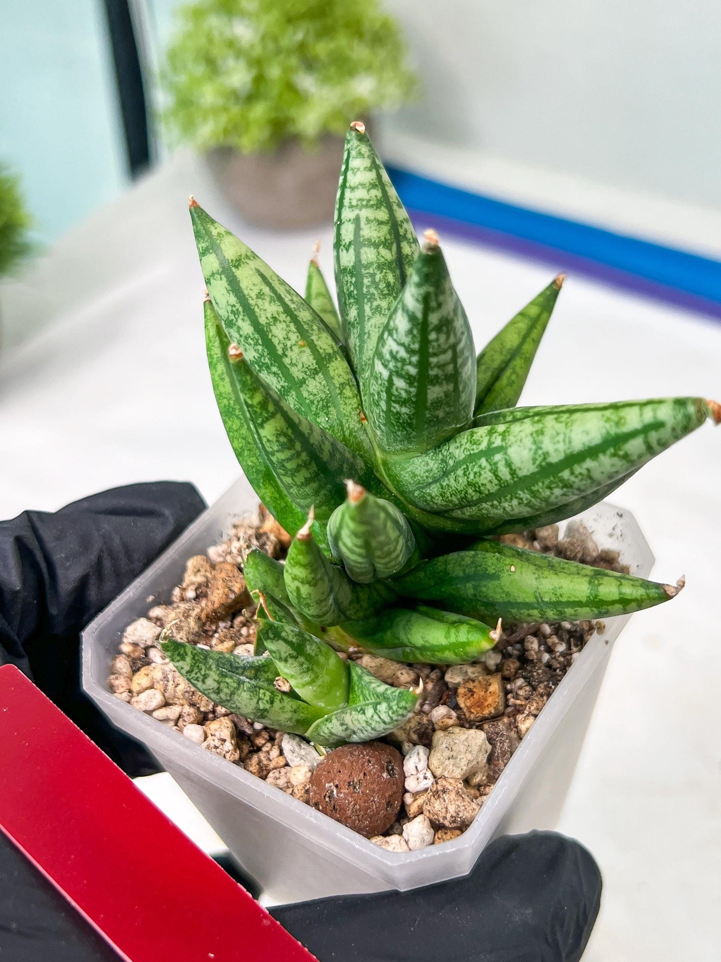 Sansevieria Ming Manee (#AC56) | Imported Snake Plant