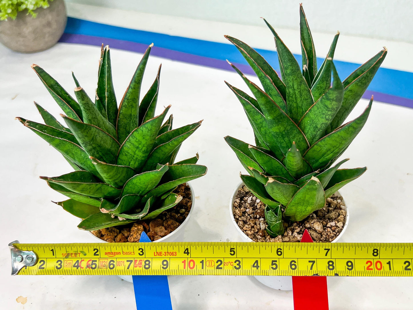 Sansevieria Asancaya (AC58) | Rare Imported House Plants