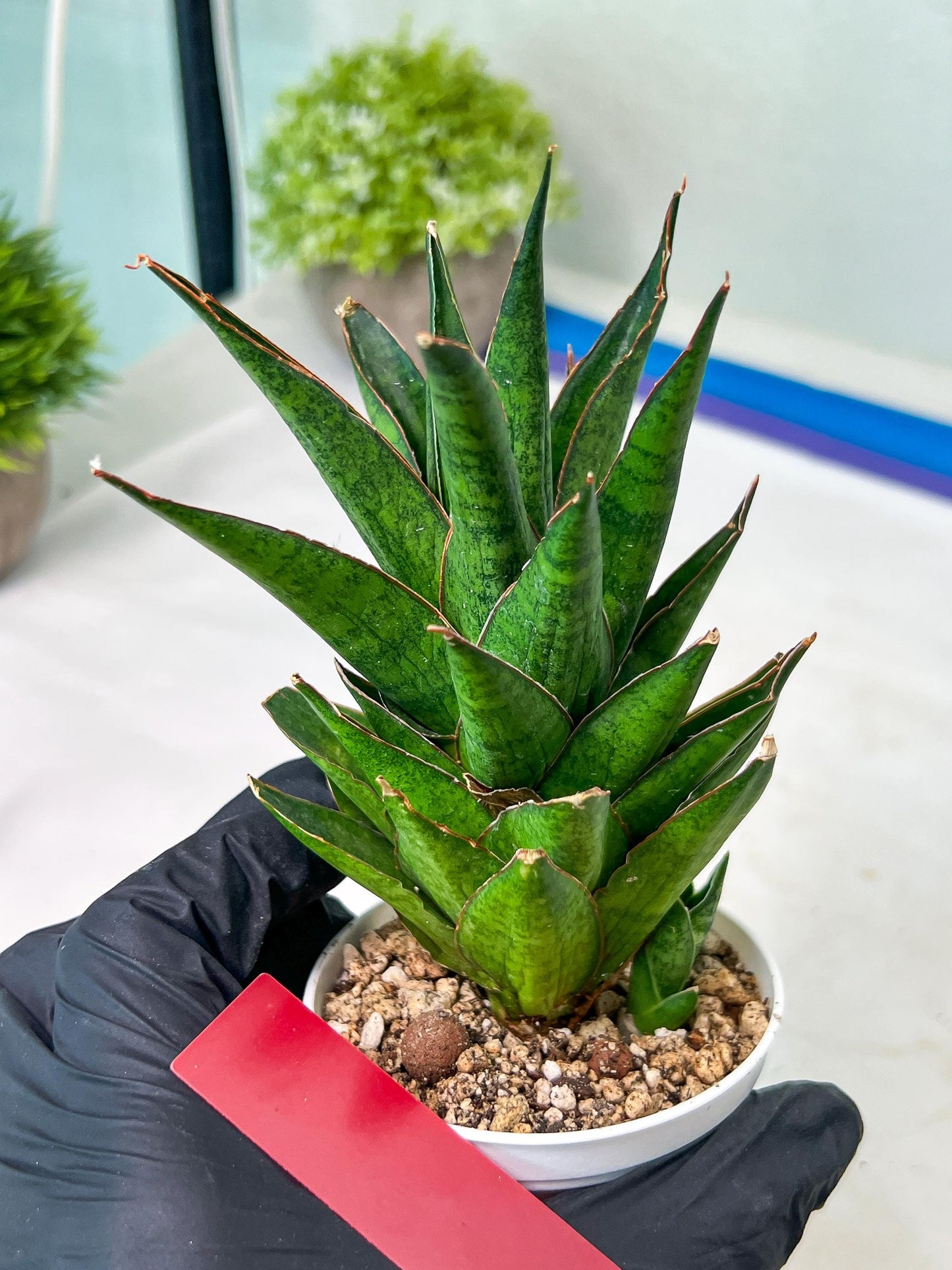 Sansevieria Asancaya (AC58) | Rare Imported House Plants