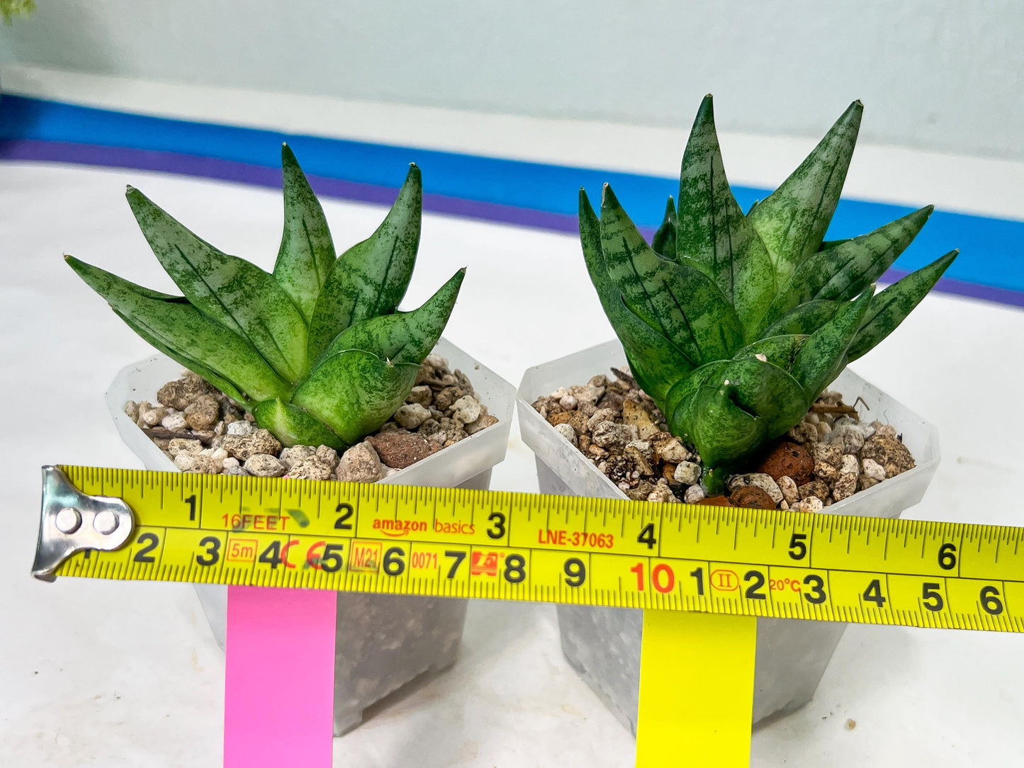 Sansevieria Goku (#A4) | Dwarf Hybrids