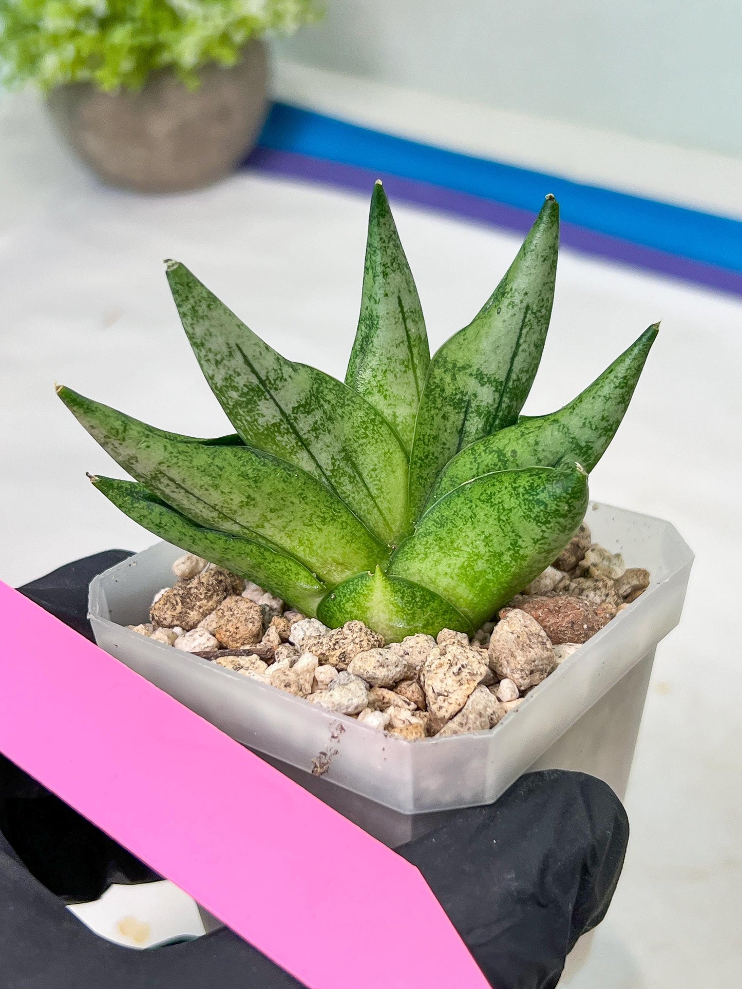 Sansevieria Goku (#A4) | Dwarf Hybrids