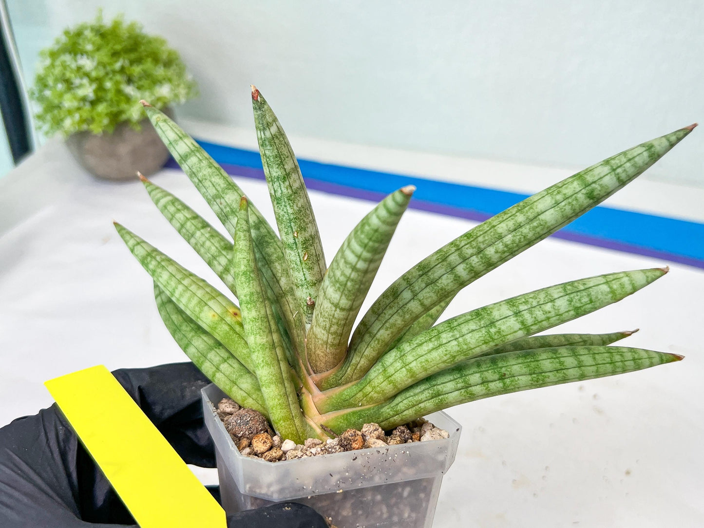 Sansevieria Red Cheek (#A1) | New type of Imported Hybrids