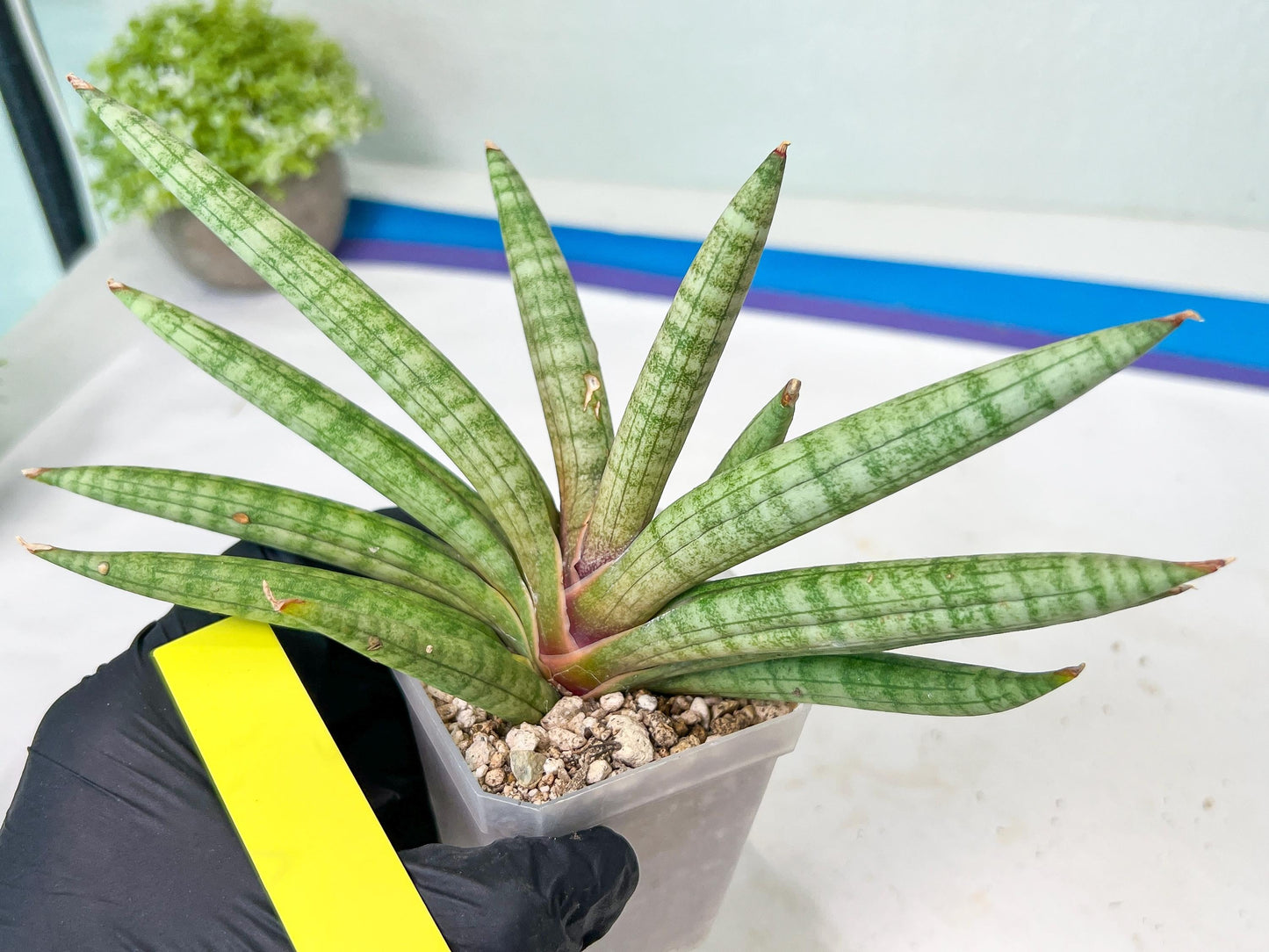 Sansevieria Red Cheek (#A1) | New type of Imported Hybrids