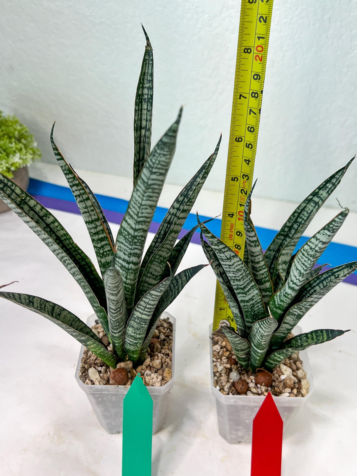 Sansevieria Zeebra Fireworks (#AC30) | Imported Hybrid
