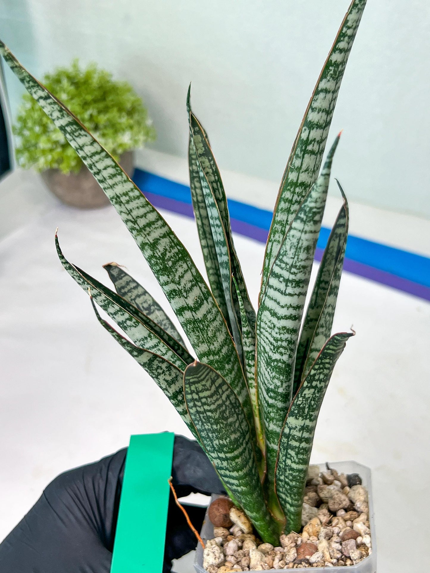 Sansevieria Zeebra Fireworks (#AC30) | Imported Hybrid