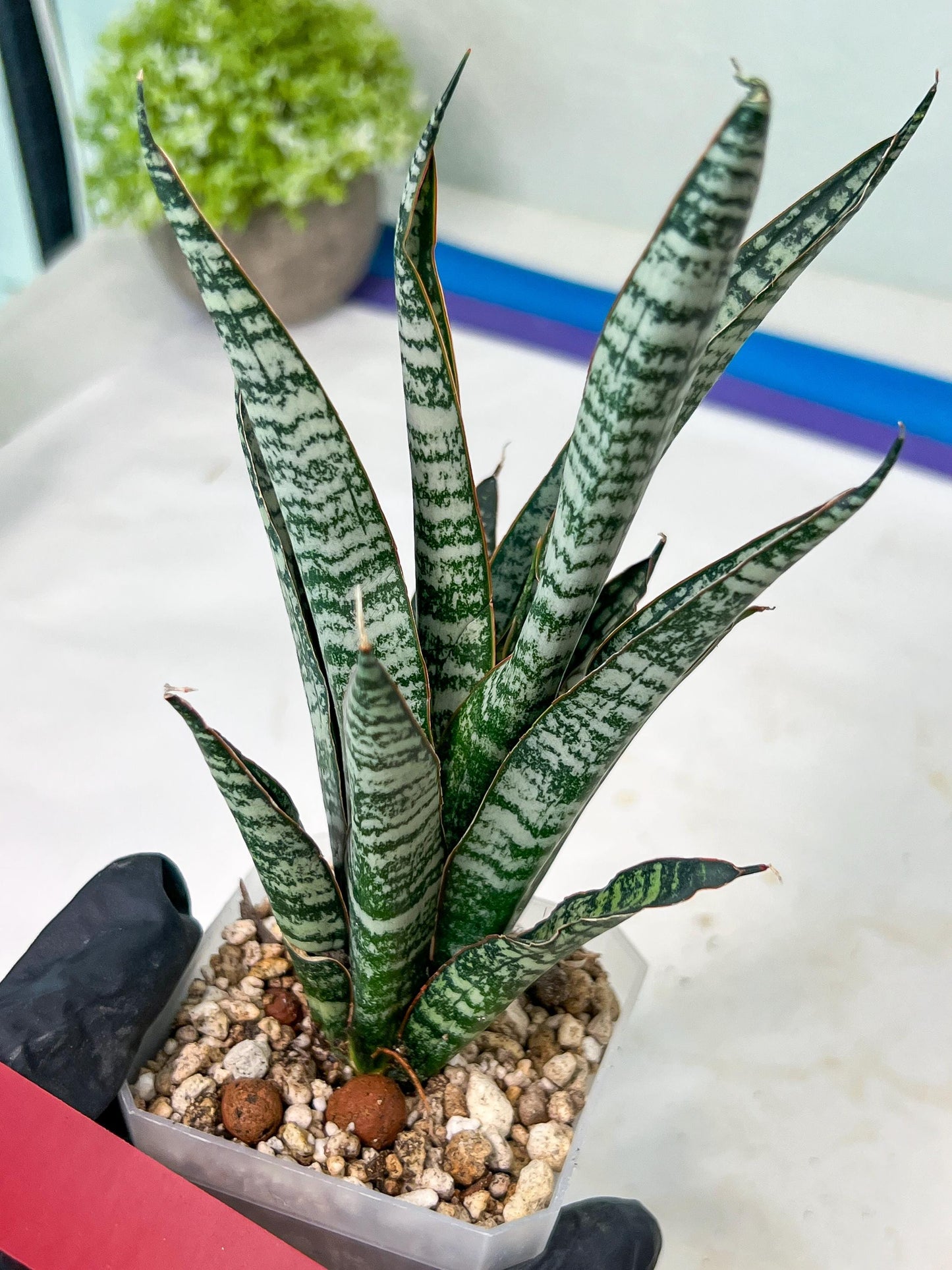 Sansevieria Zeebra Fireworks (#AC30) | Imported Hybrid