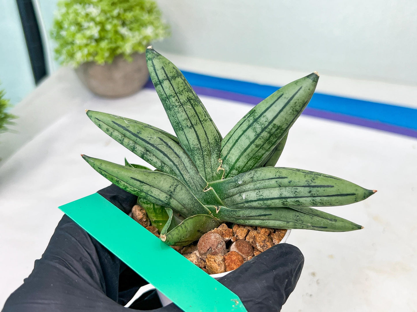 Sansevieria Melon (#AC5) | Rare Imported Snake plant