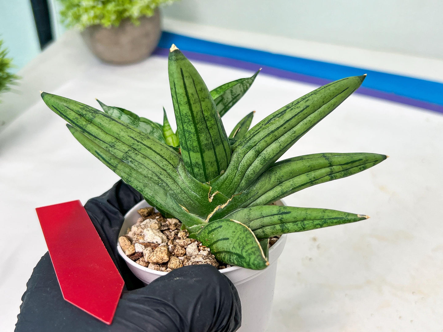 Sansevieria Melon (#AC5) | Rare Imported Snake plant