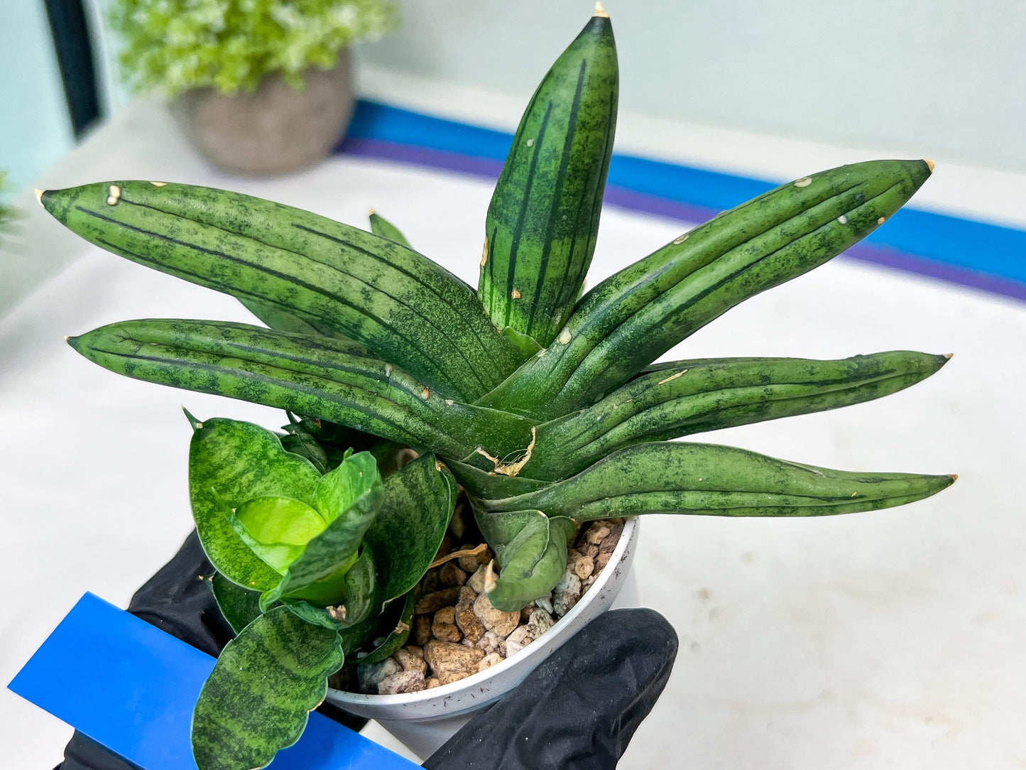 Sansevieria Melon (#AC5) | Rare Imported Snake plant